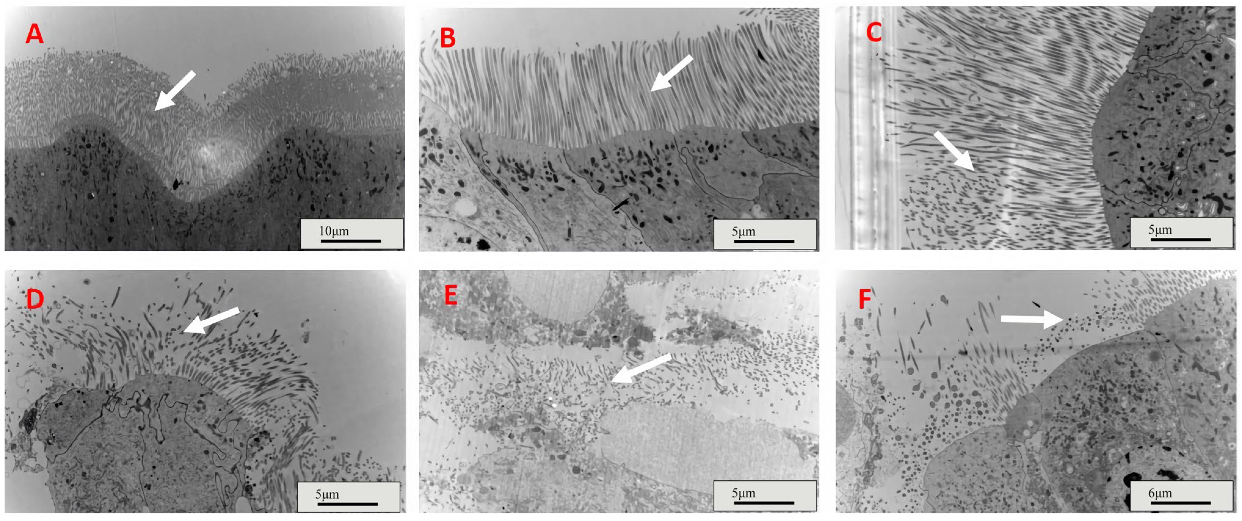 Insects 16 01111 g002 Insects 16 01111 g002