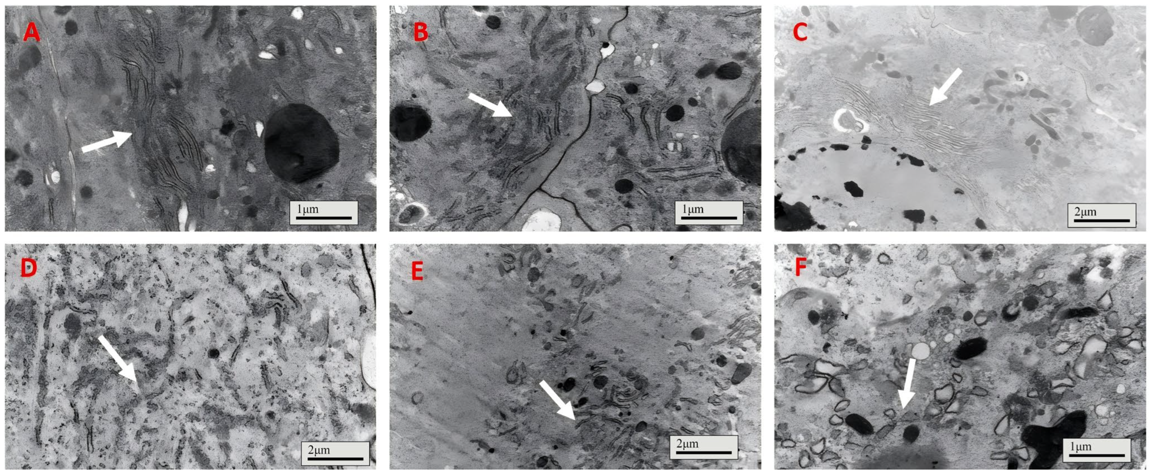 Insects 16 01111 g003 Insects 16 01111 g003