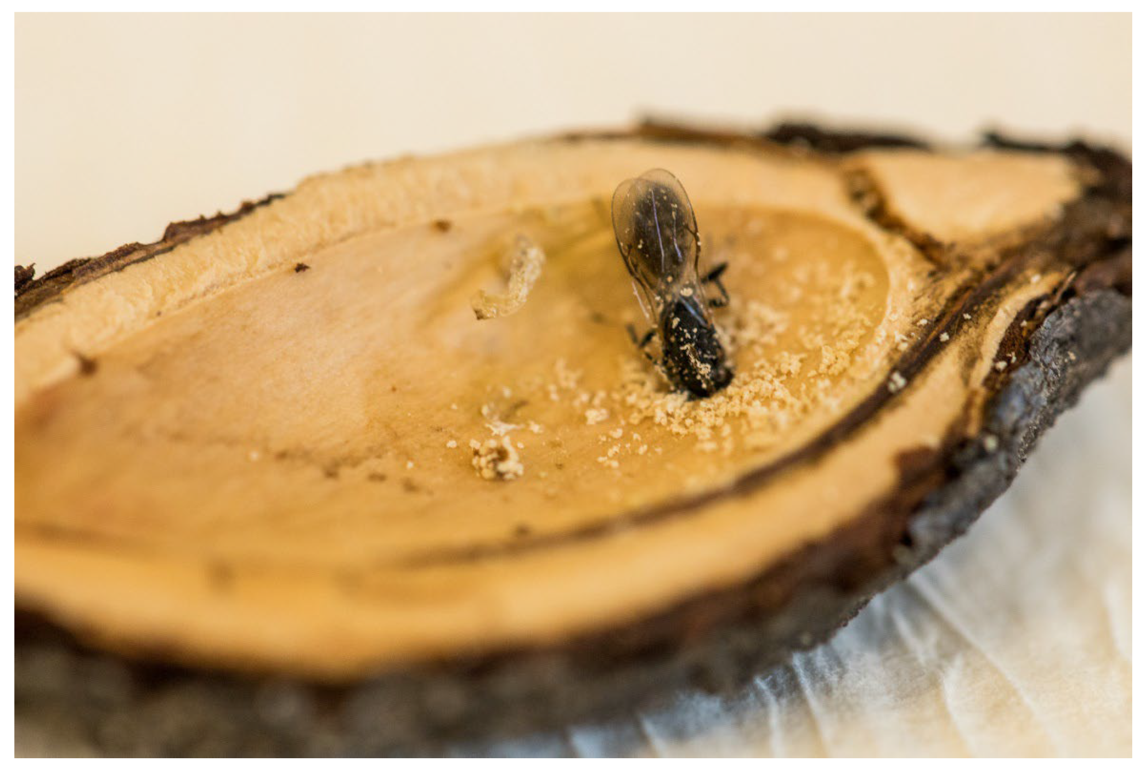 Insects 16 01112 g001 Insects 16 01112 g001