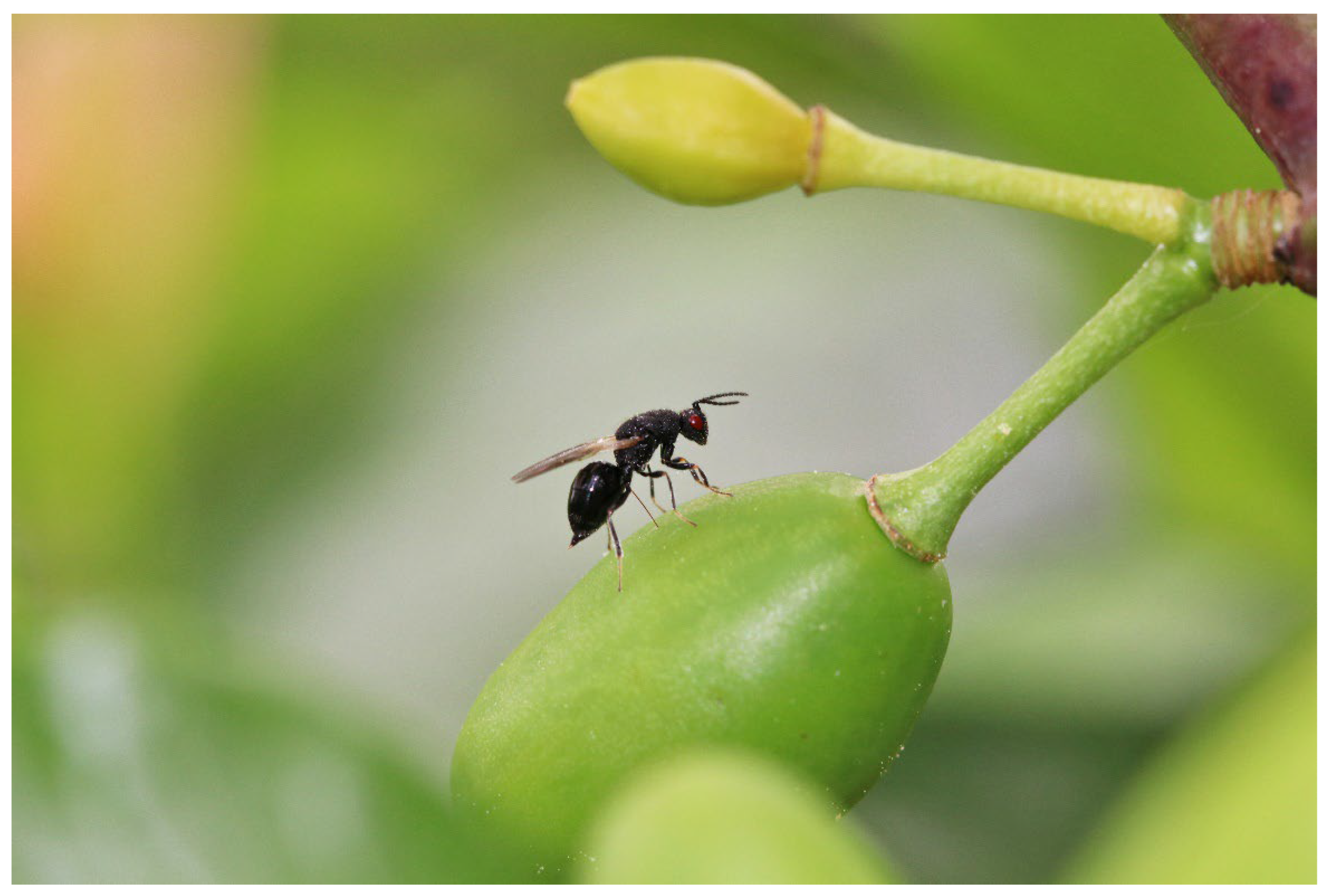 Insects 16 01112 g002 Insects 16 01112 g002