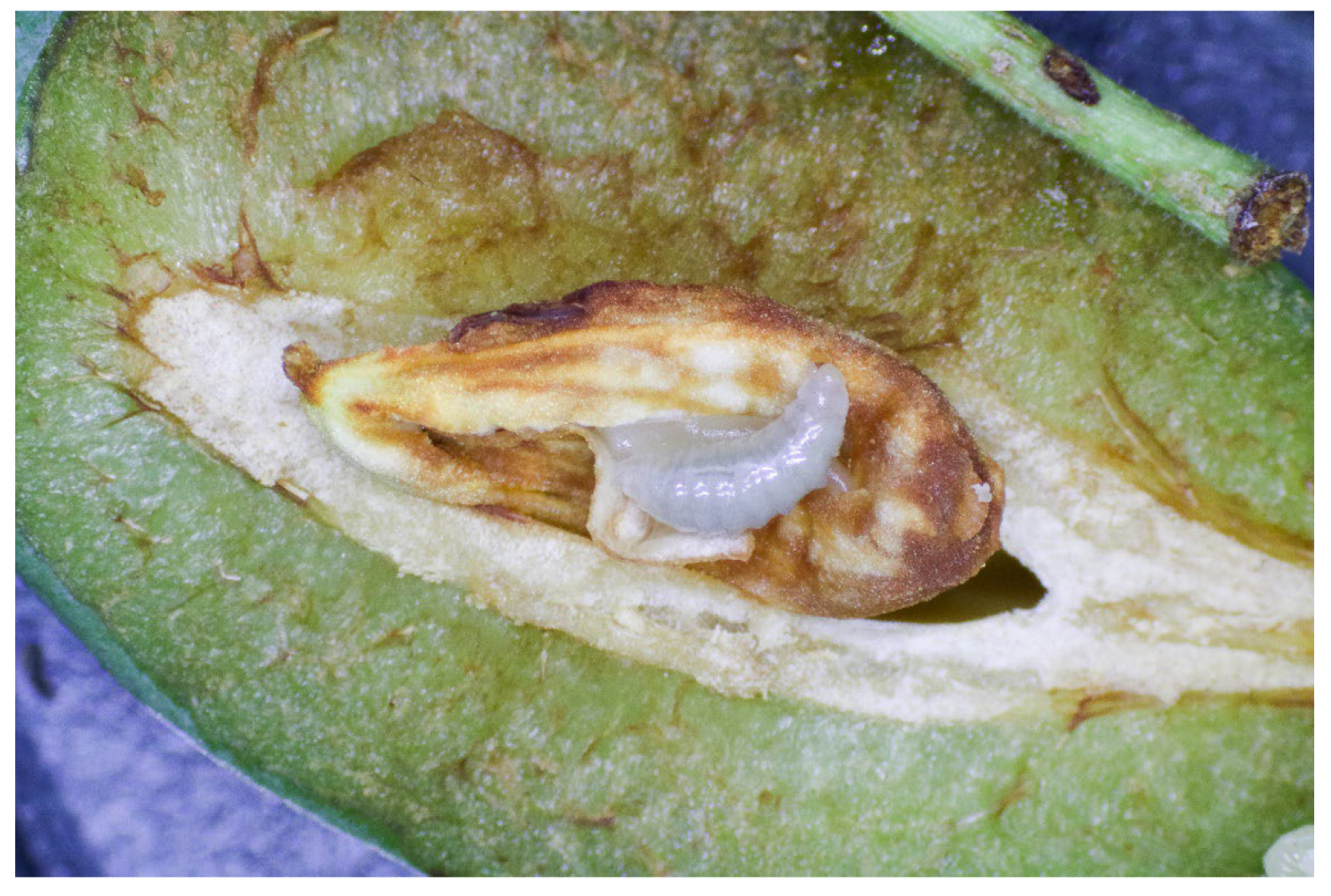 Insects 16 01112 g003 Insects 16 01112 g003