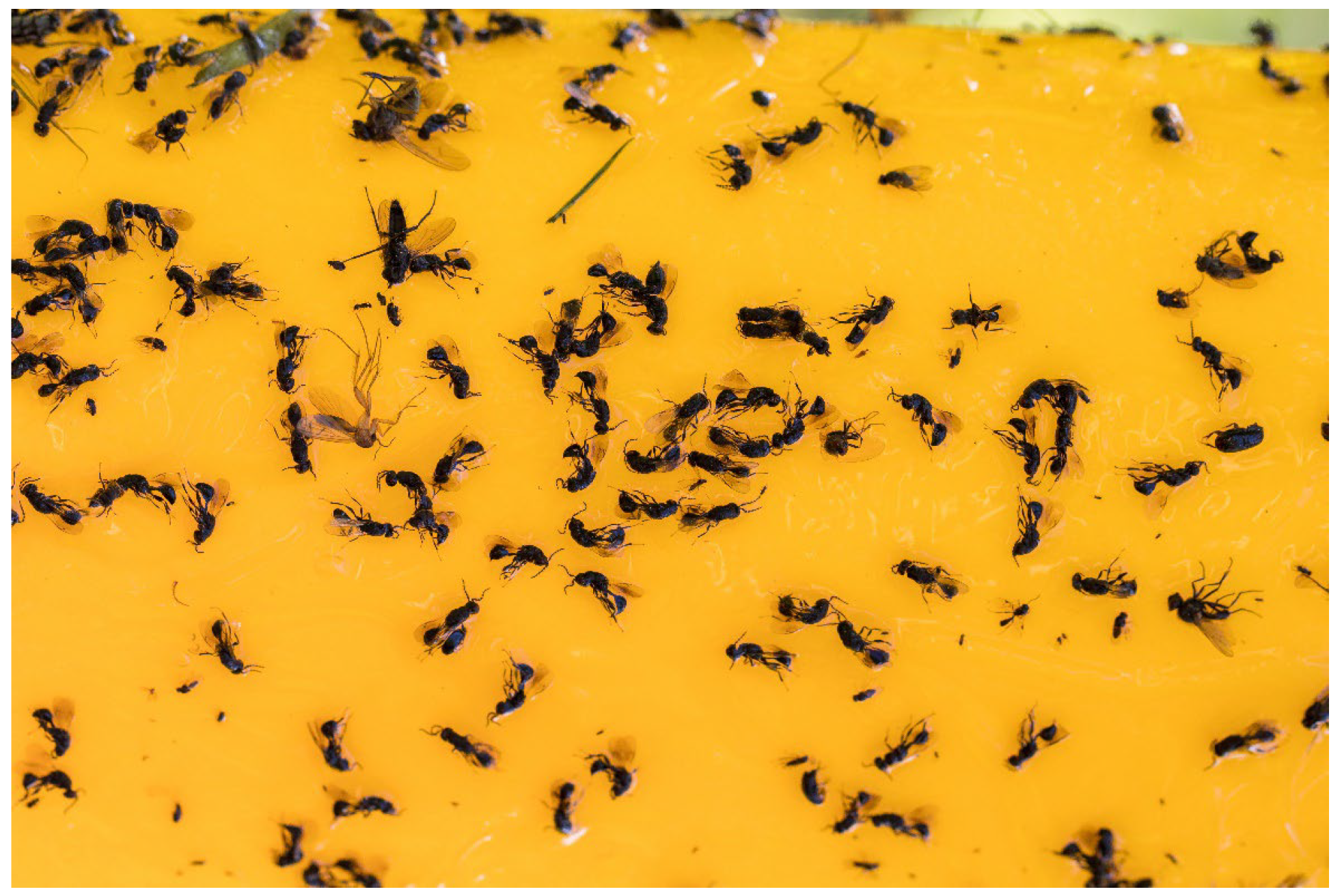 Insects 16 01112 g006 Insects 16 01112 g006