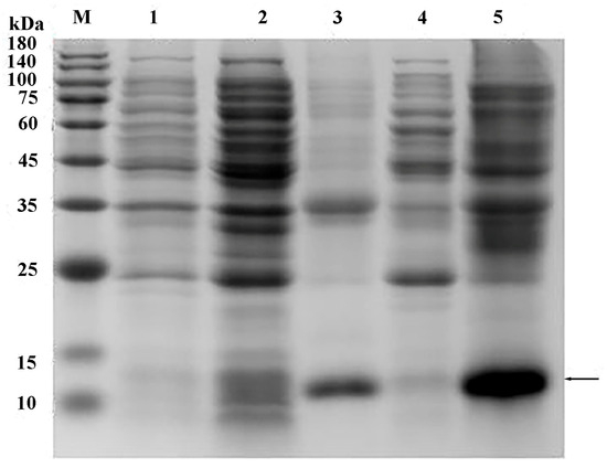 Transcriptome Characterization and Identification of Chemosensory
