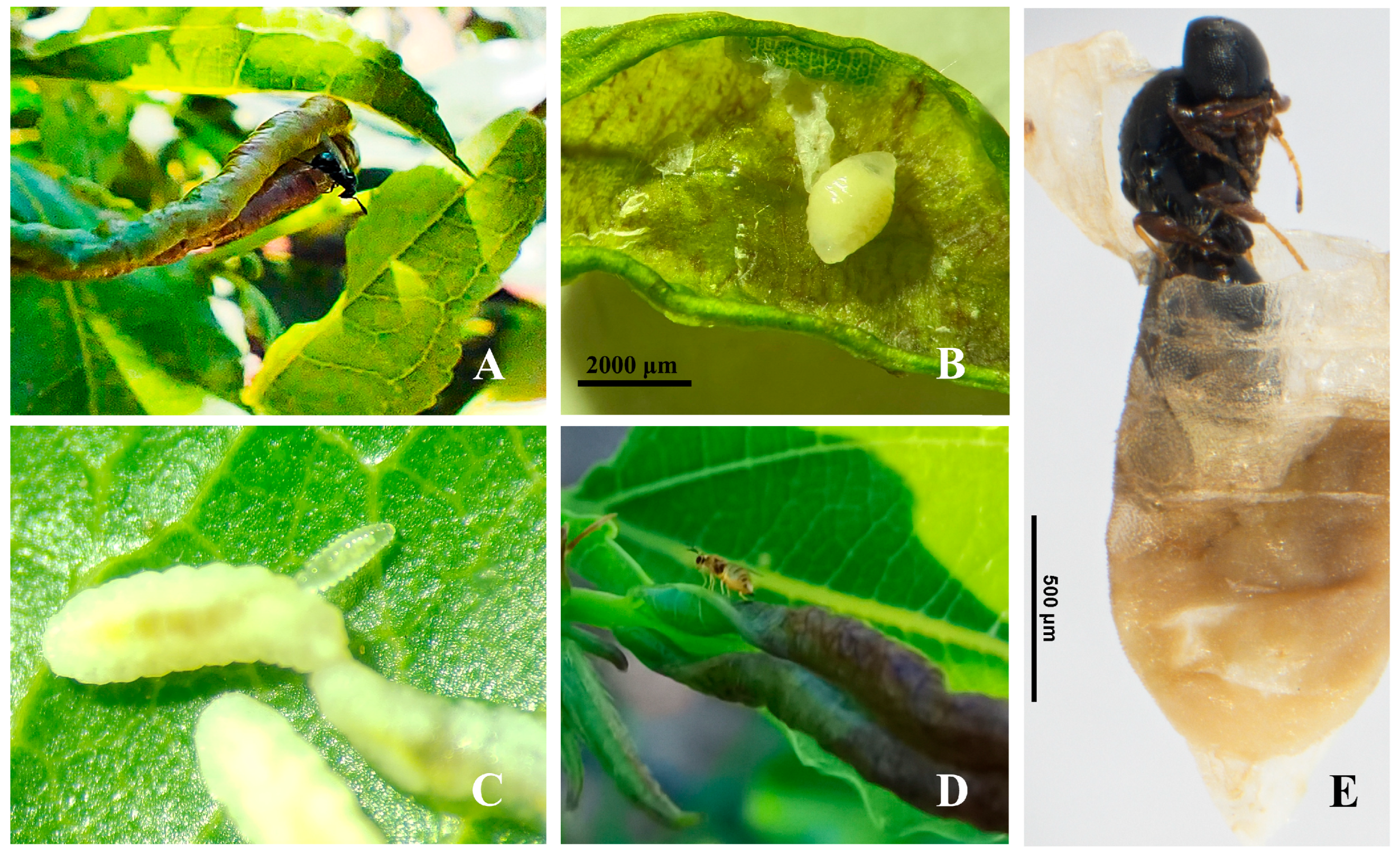 Insects 16 01118 g003