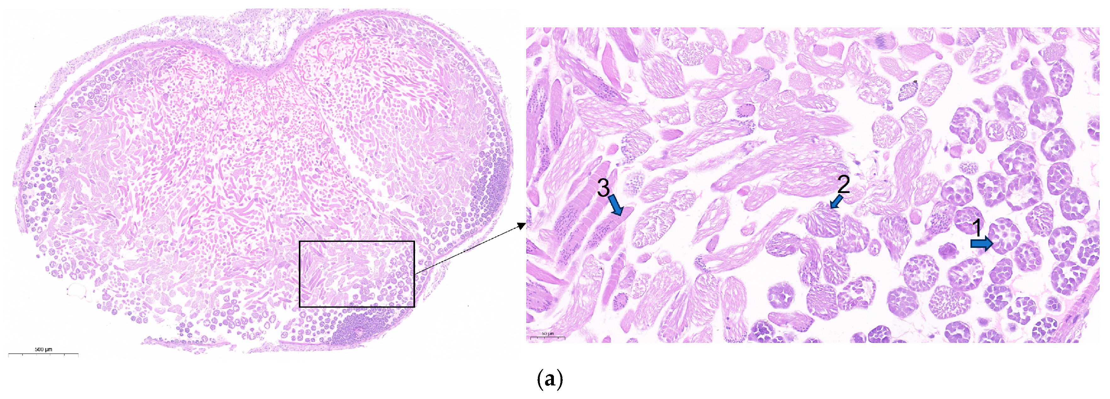 Insects 16 01120 g011a