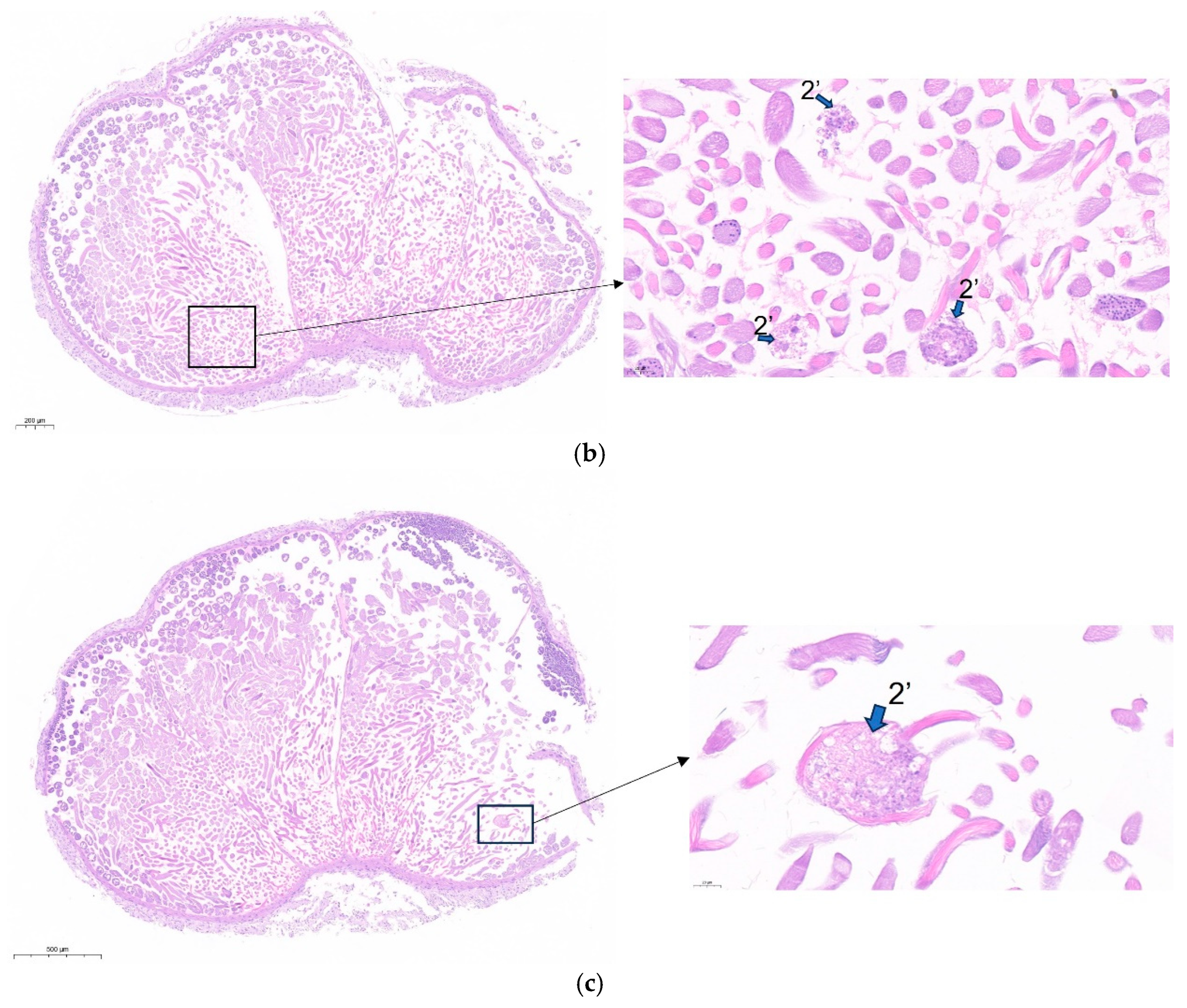 Insects 16 01120 g011b