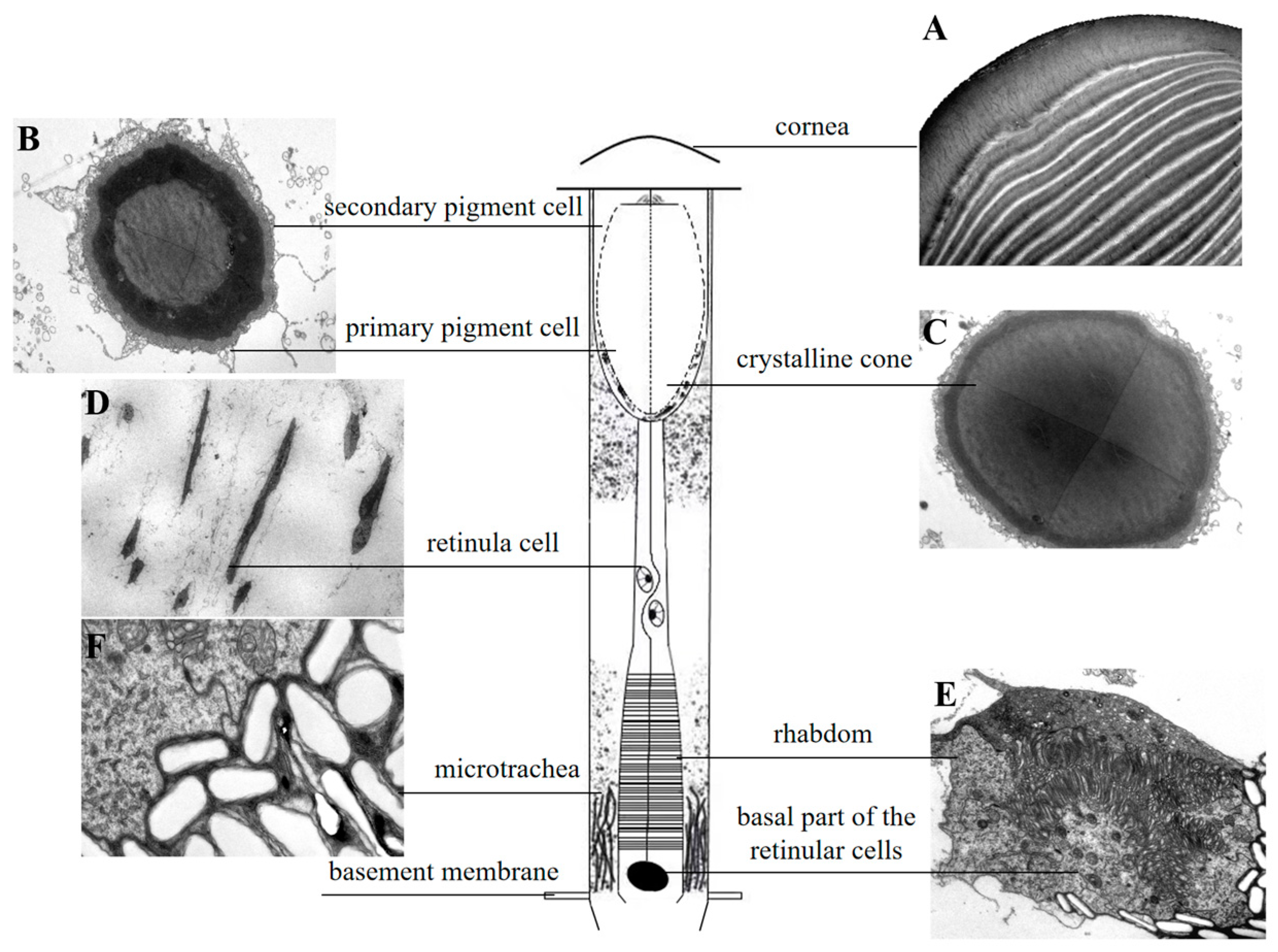Insects 16 01122 g002 Insects 16 01122 g002