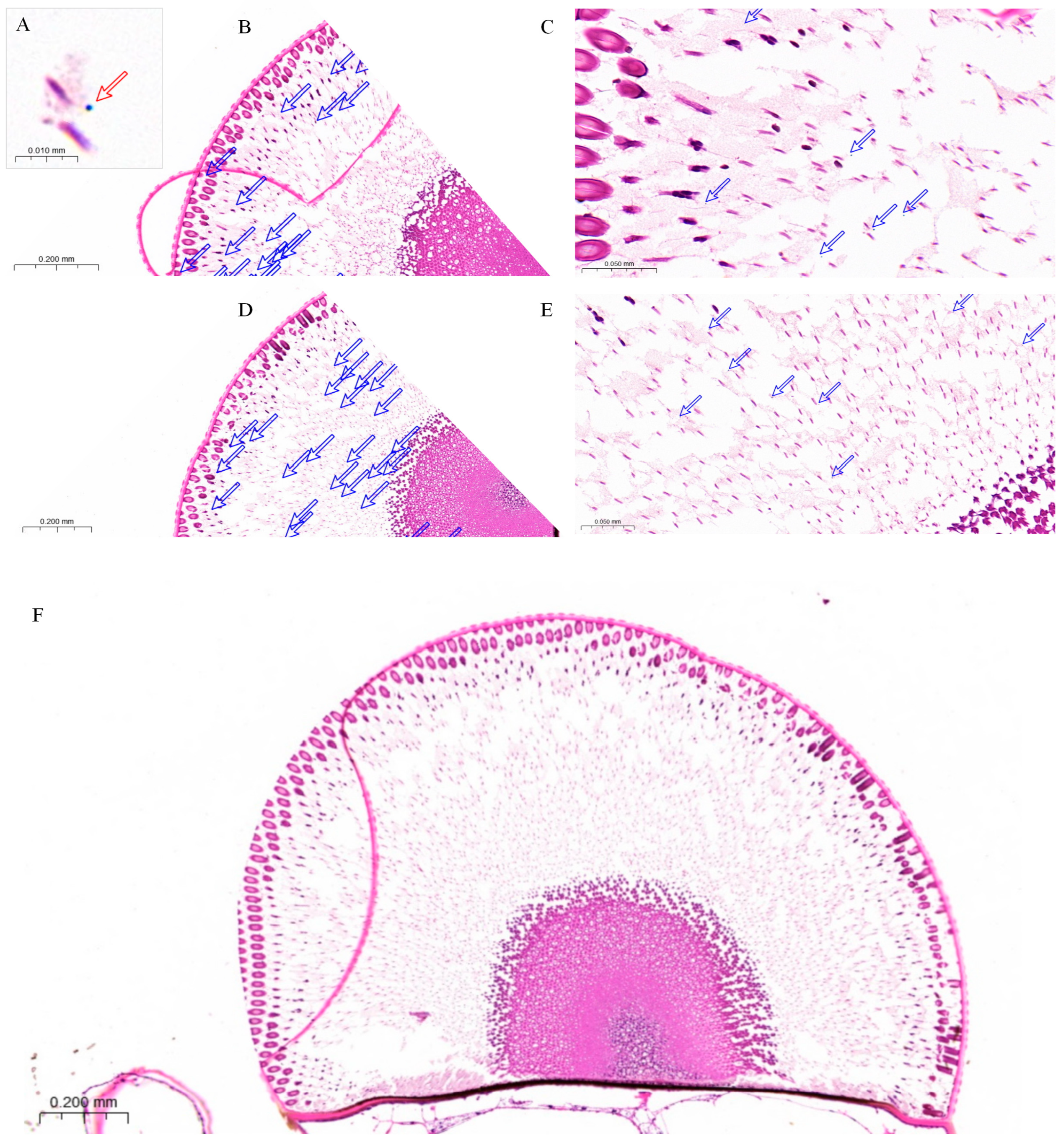 Insects 16 01122 g008 Insects 16 01122 g008
