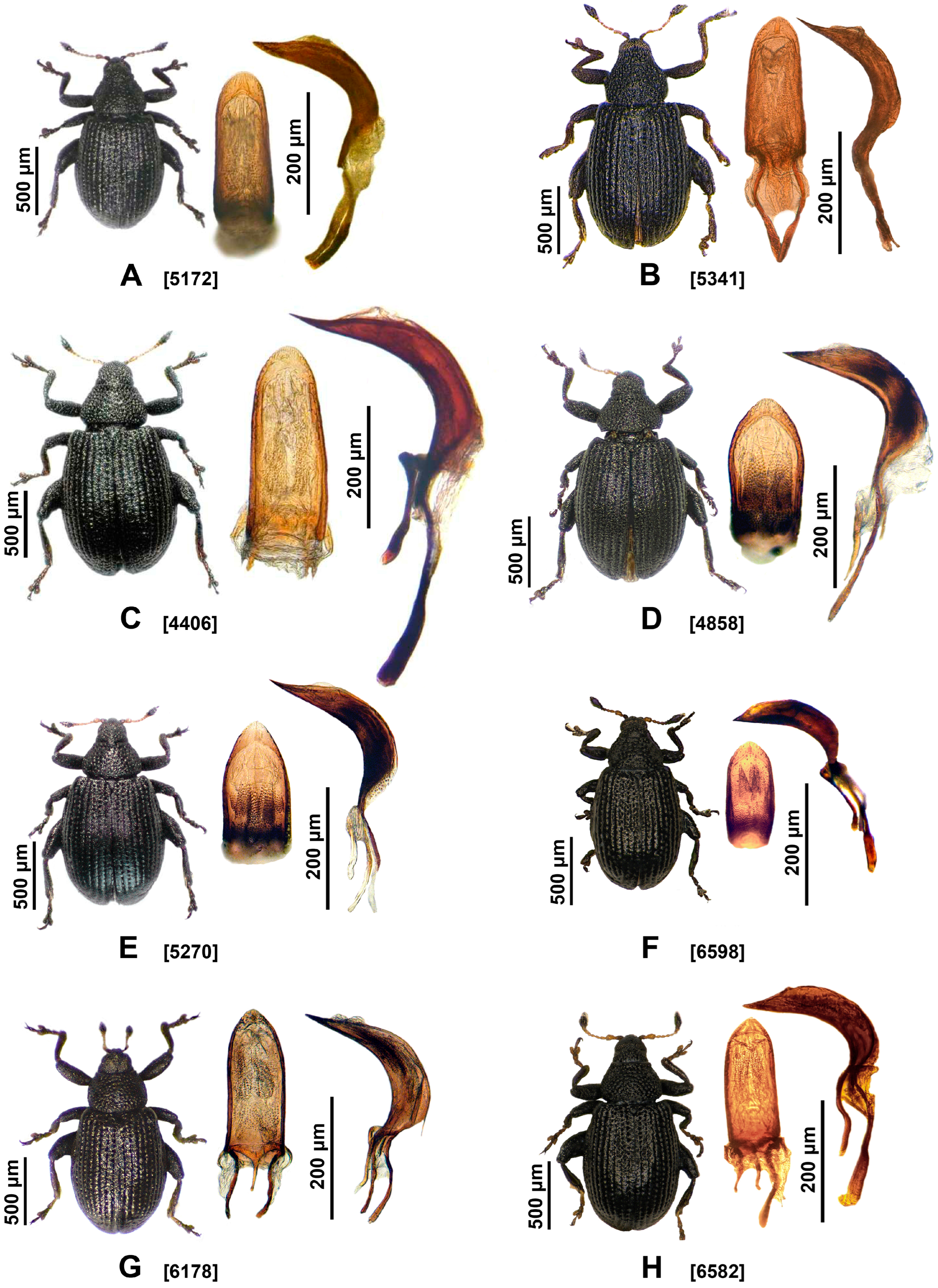Insects 16 01123 g002 Insects 16 01123 g002