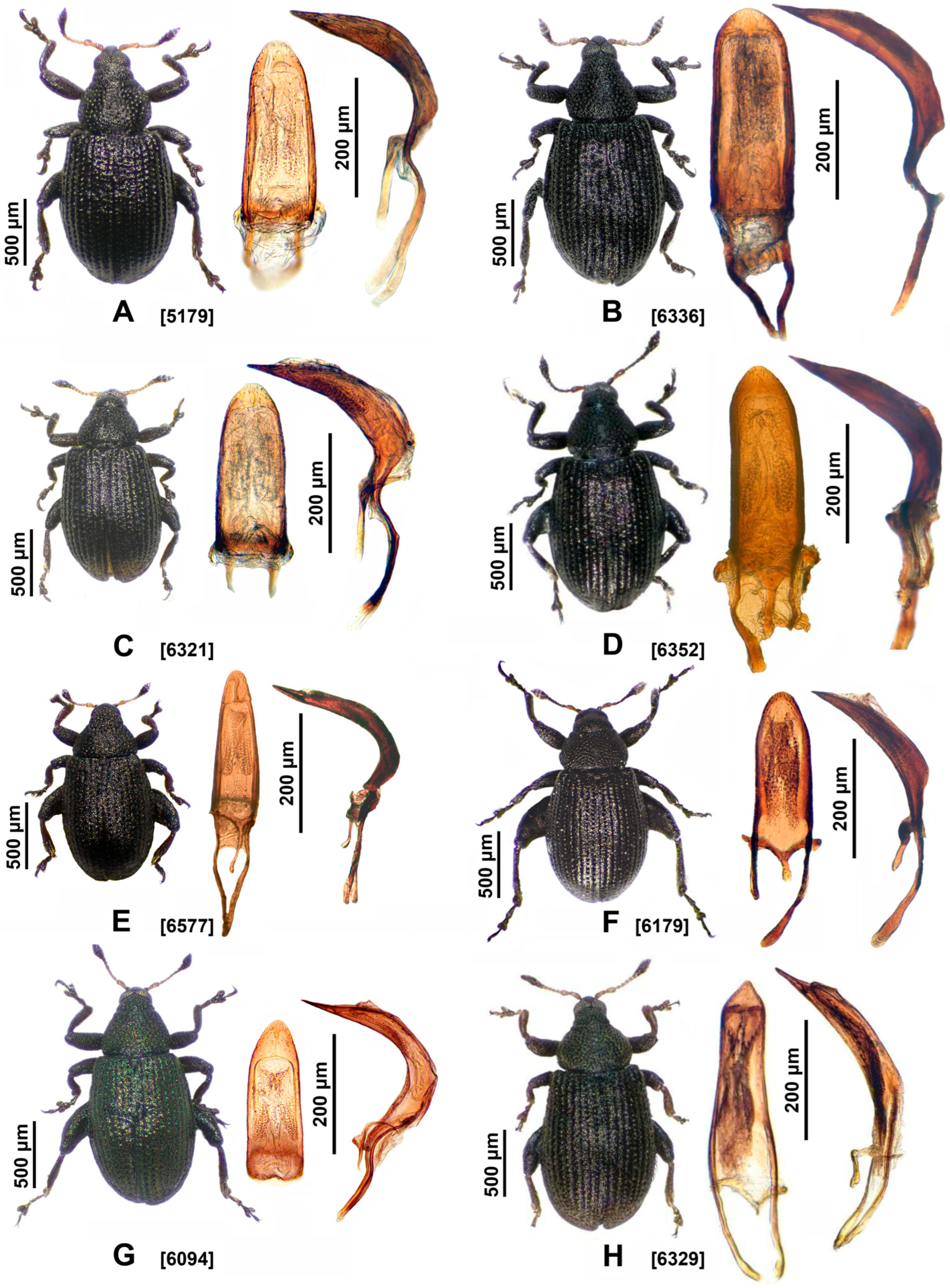 Insects 16 01123 g003 Insects 16 01123 g003