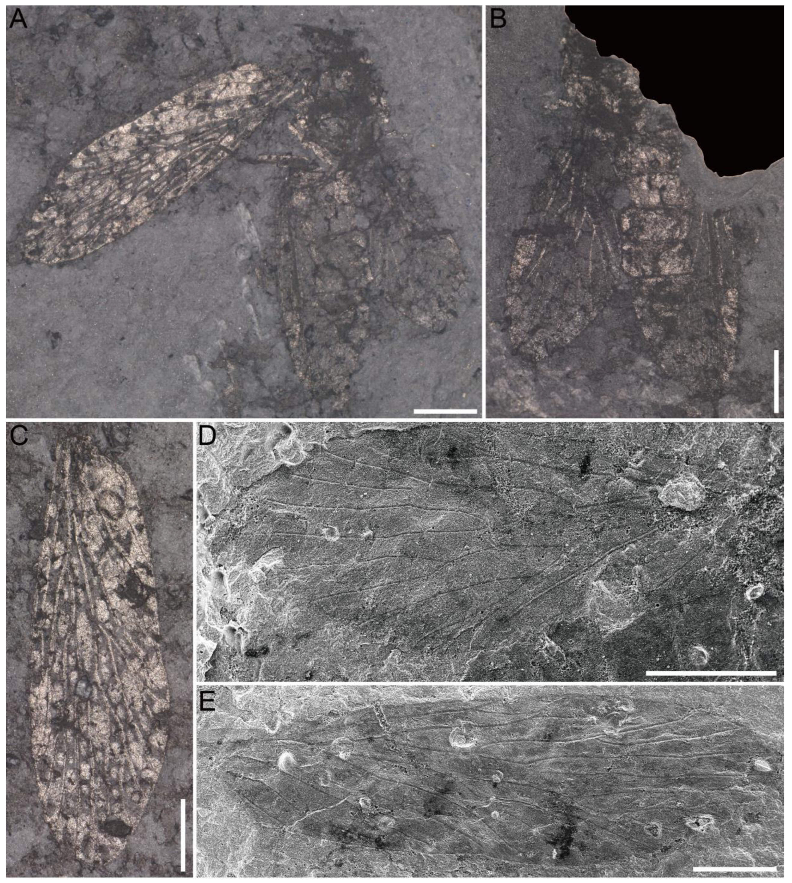 Insects 16 01130 g001 Insects 16 01130 g001