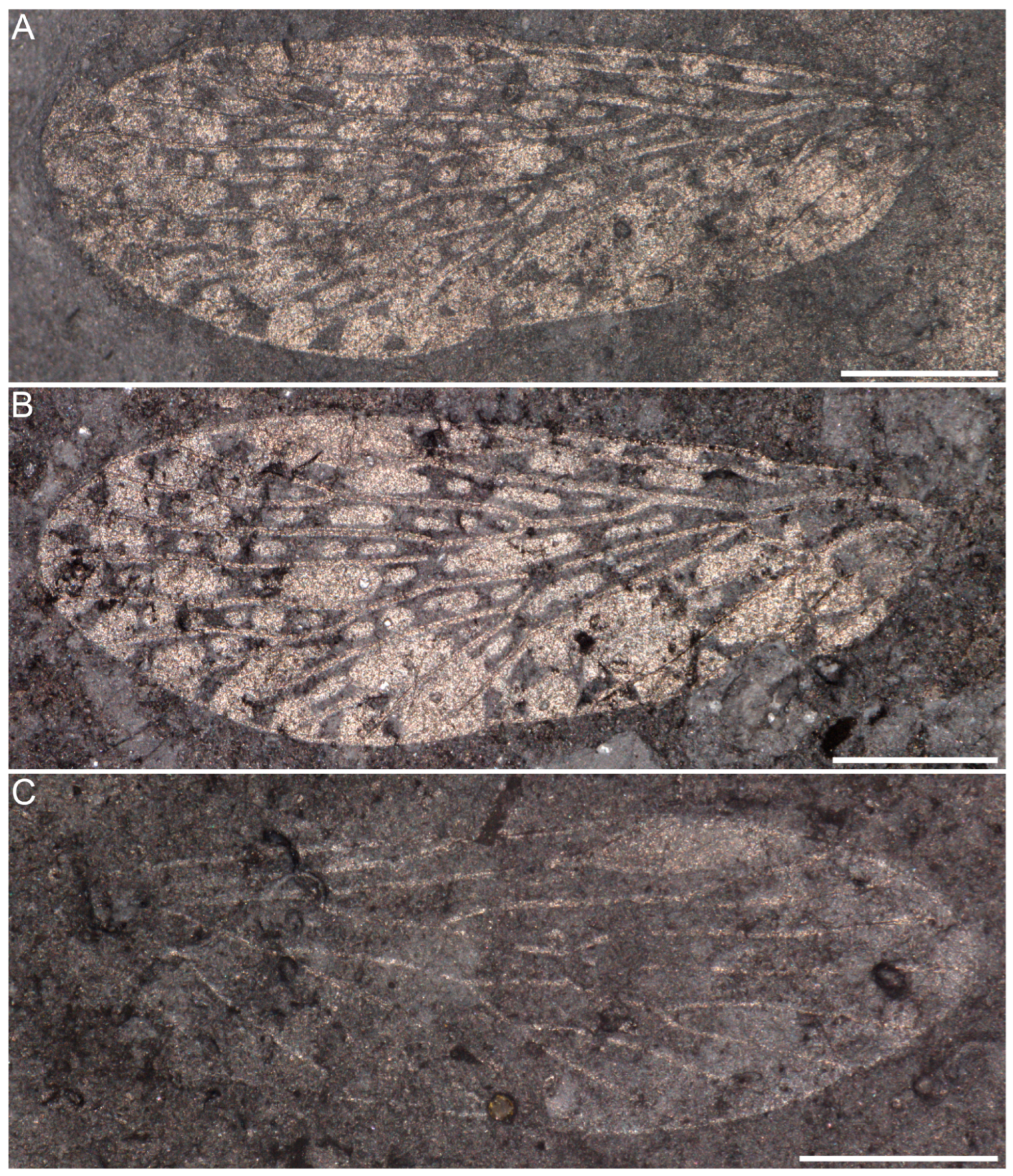 Insects 16 01130 g002 Insects 16 01130 g002