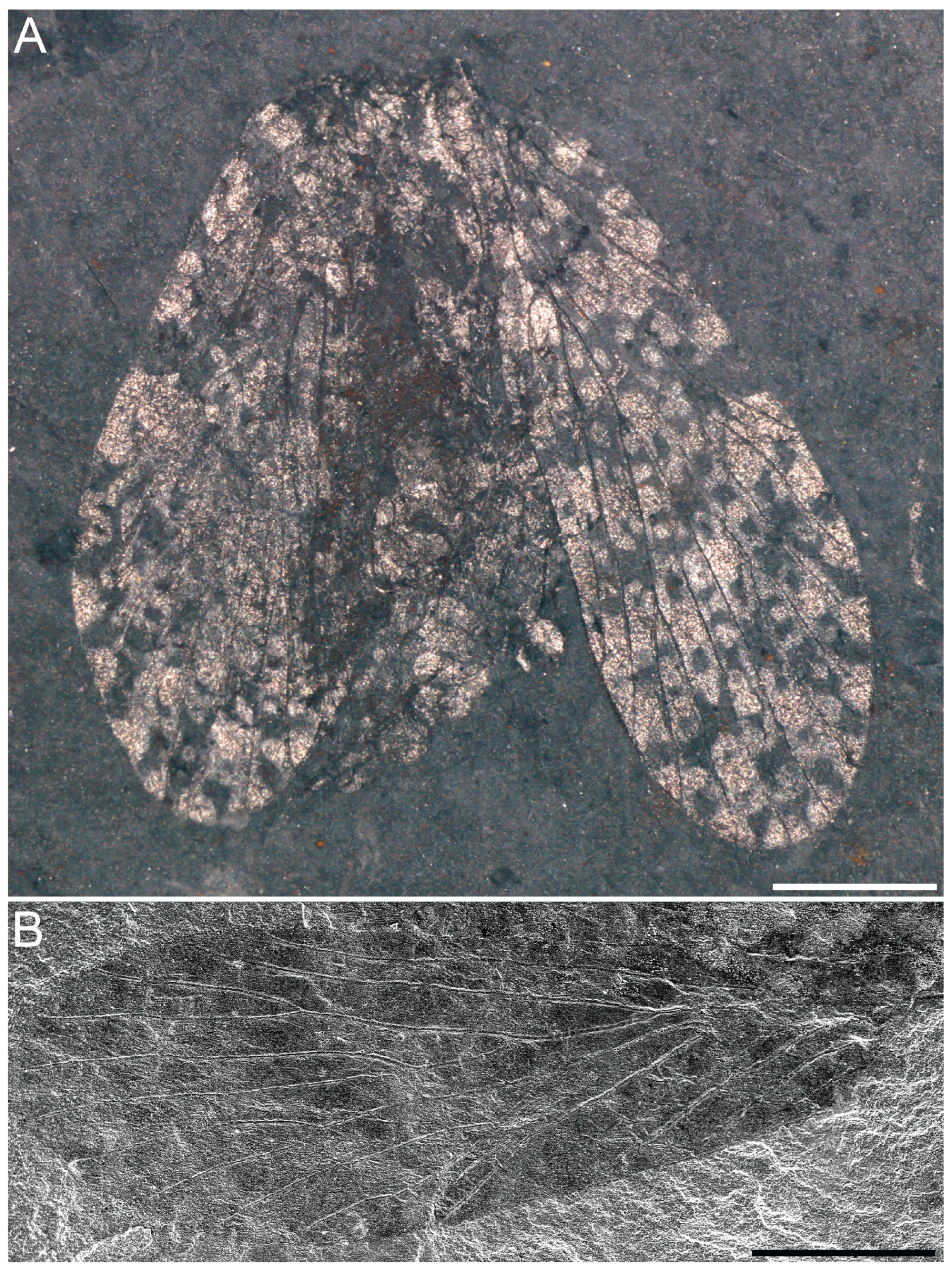 Insects 16 01130 g004 Insects 16 01130 g004