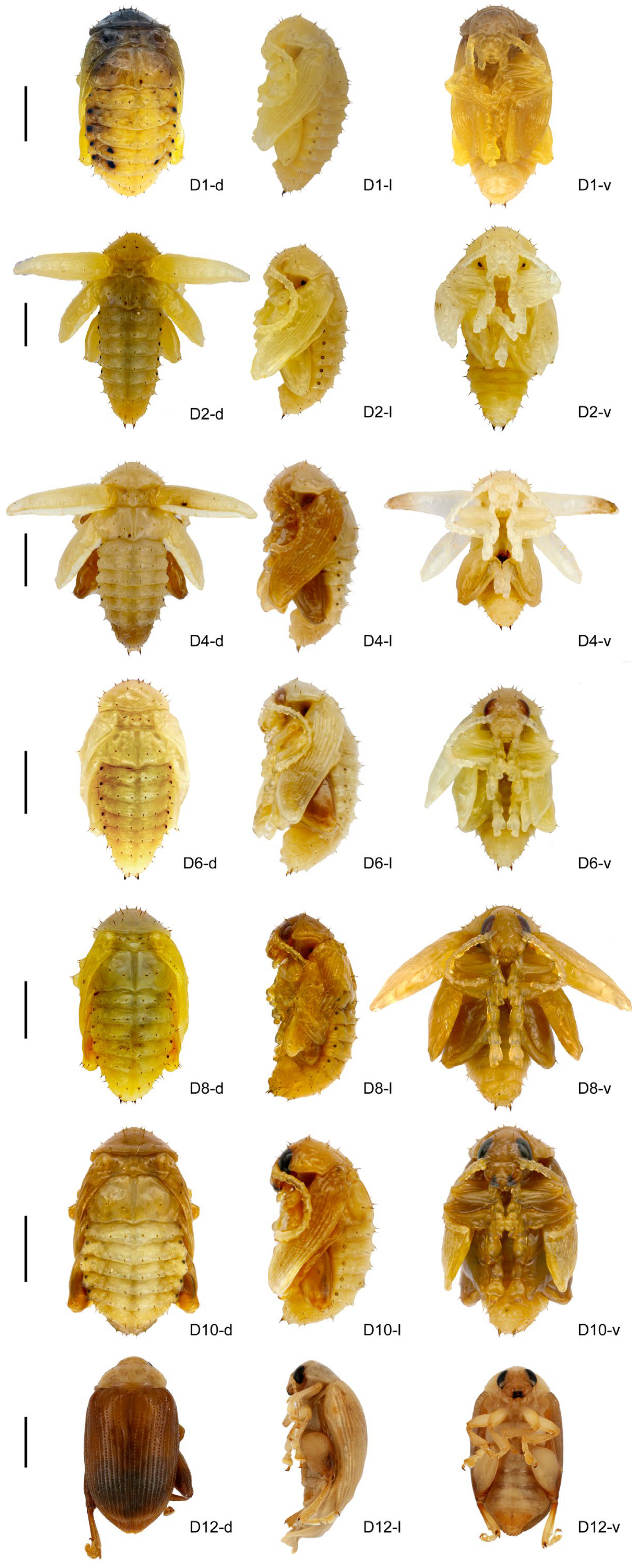 Insects 16 01133 g001