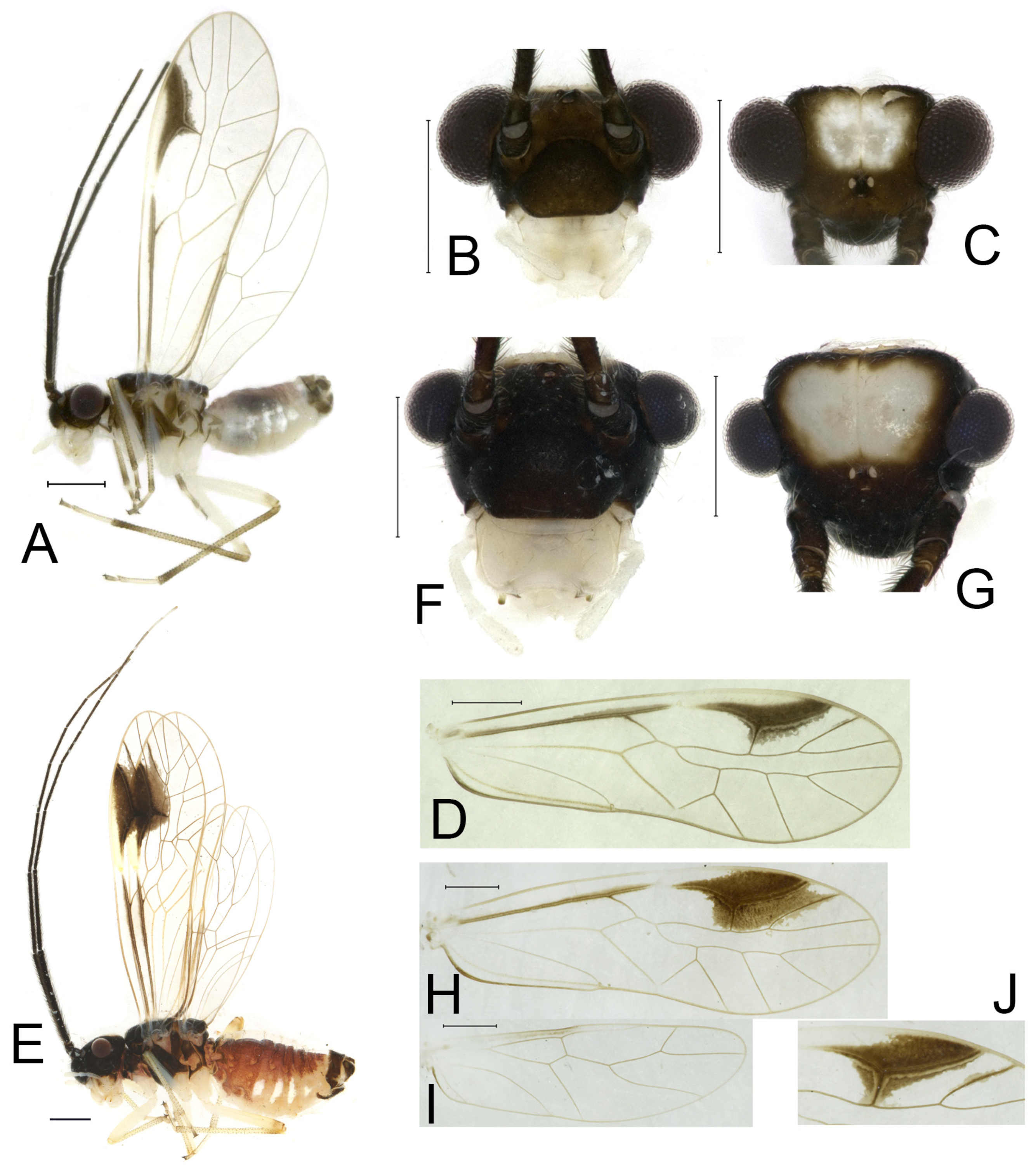 Insects 16 01147 g004