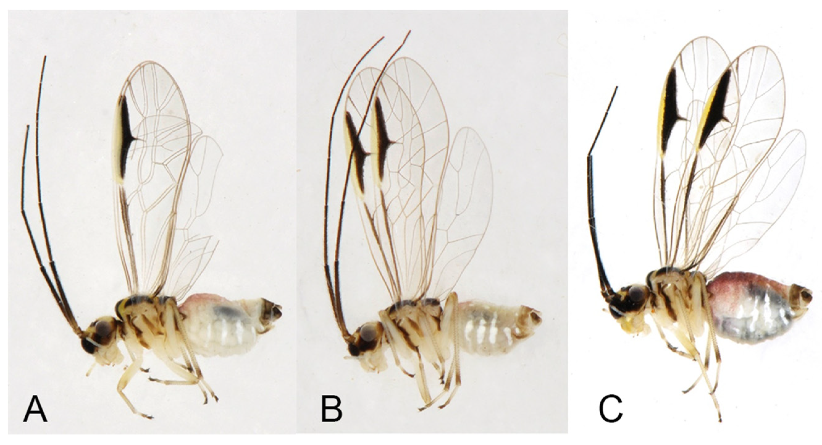 Insects 16 01147 g008