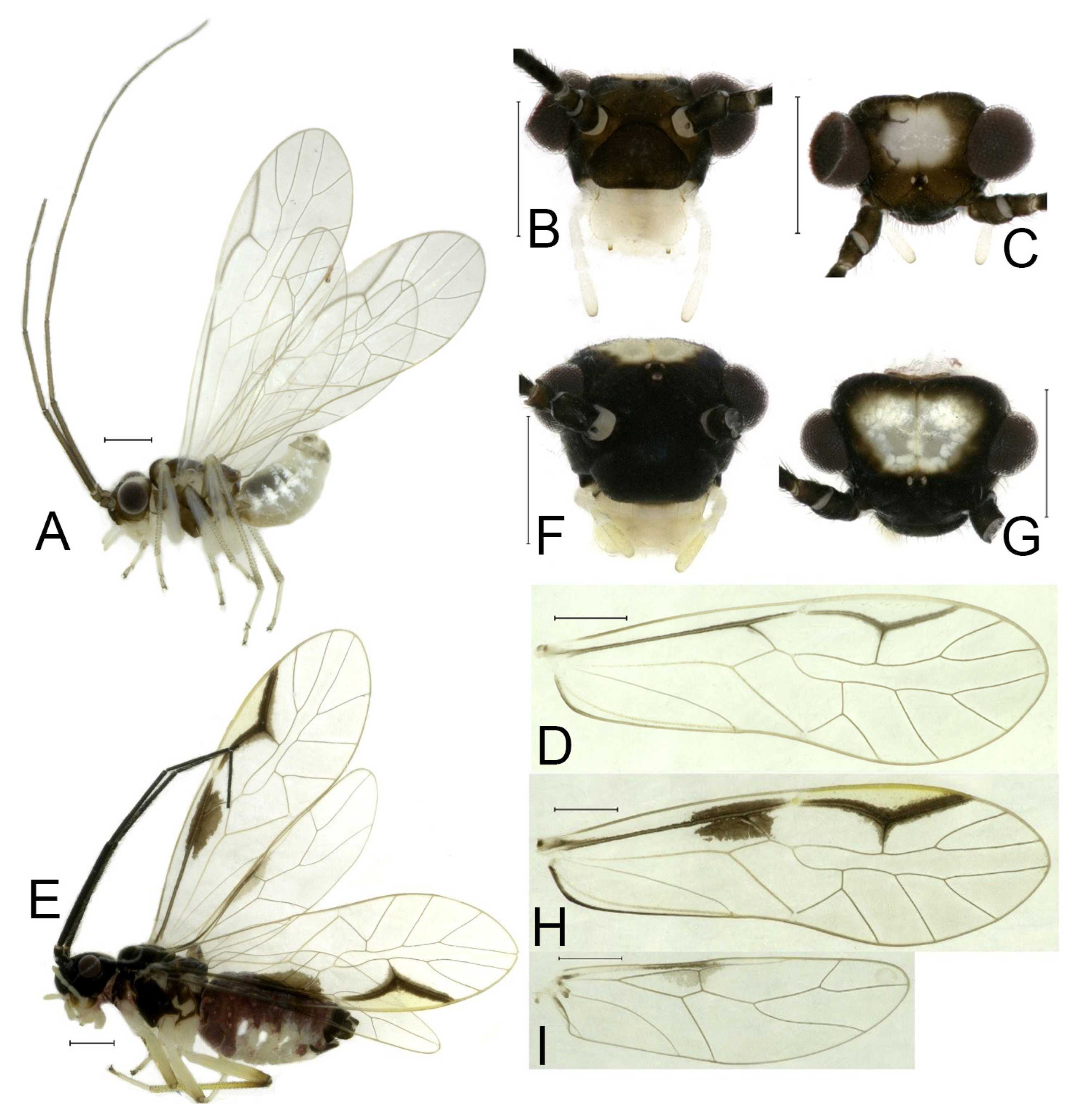 Insects 16 01147 g009