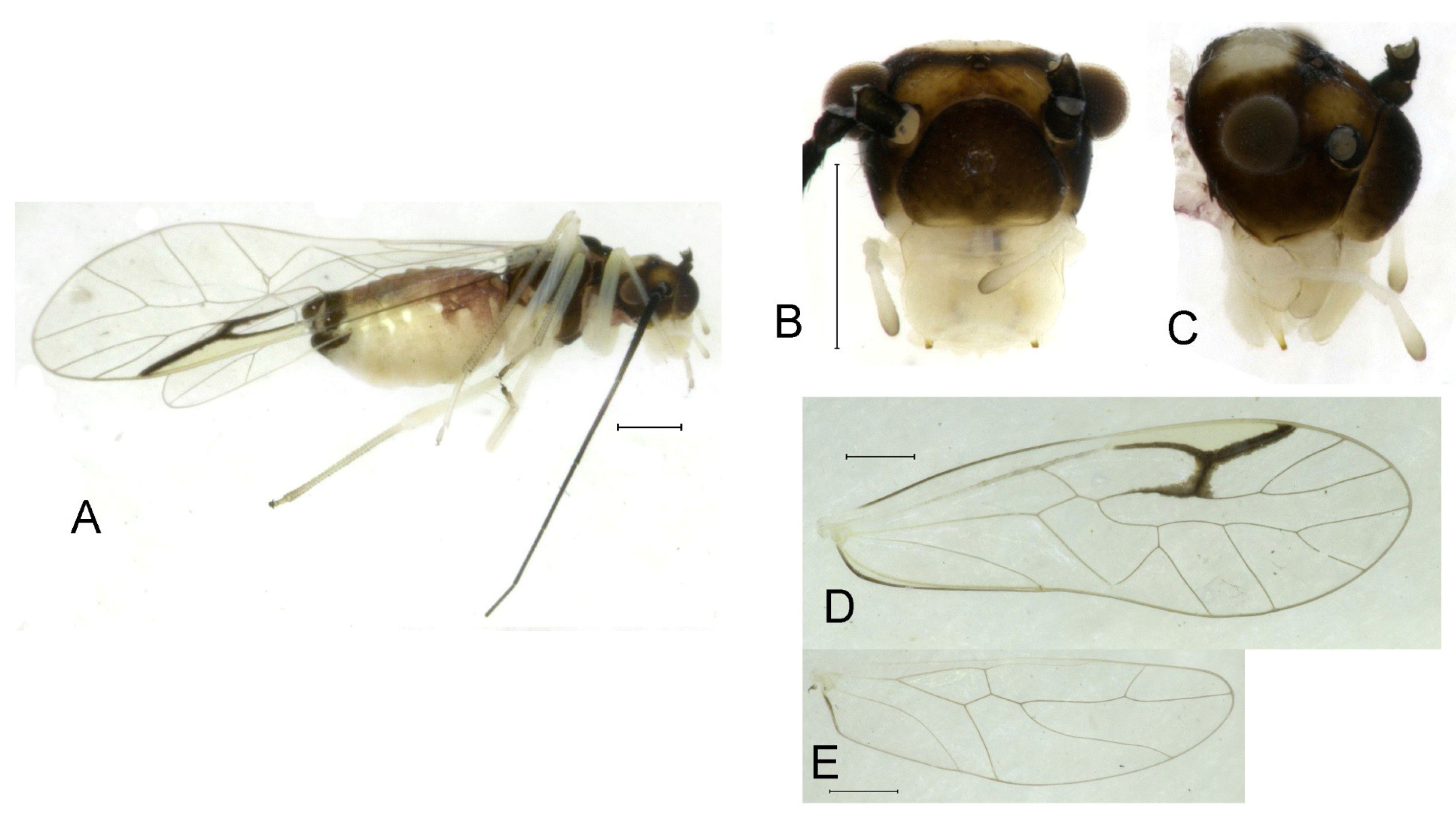 Insects 16 01147 g013