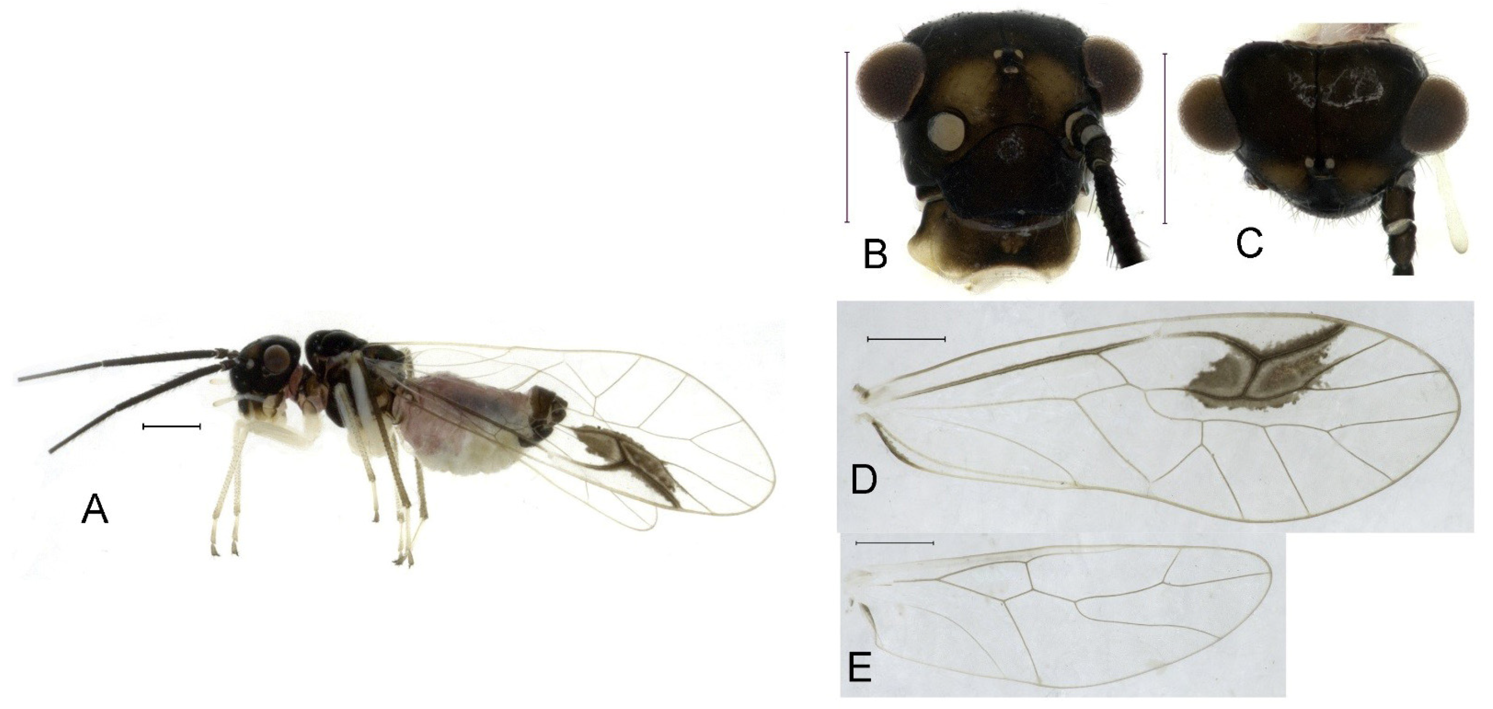 Insects 16 01147 g019