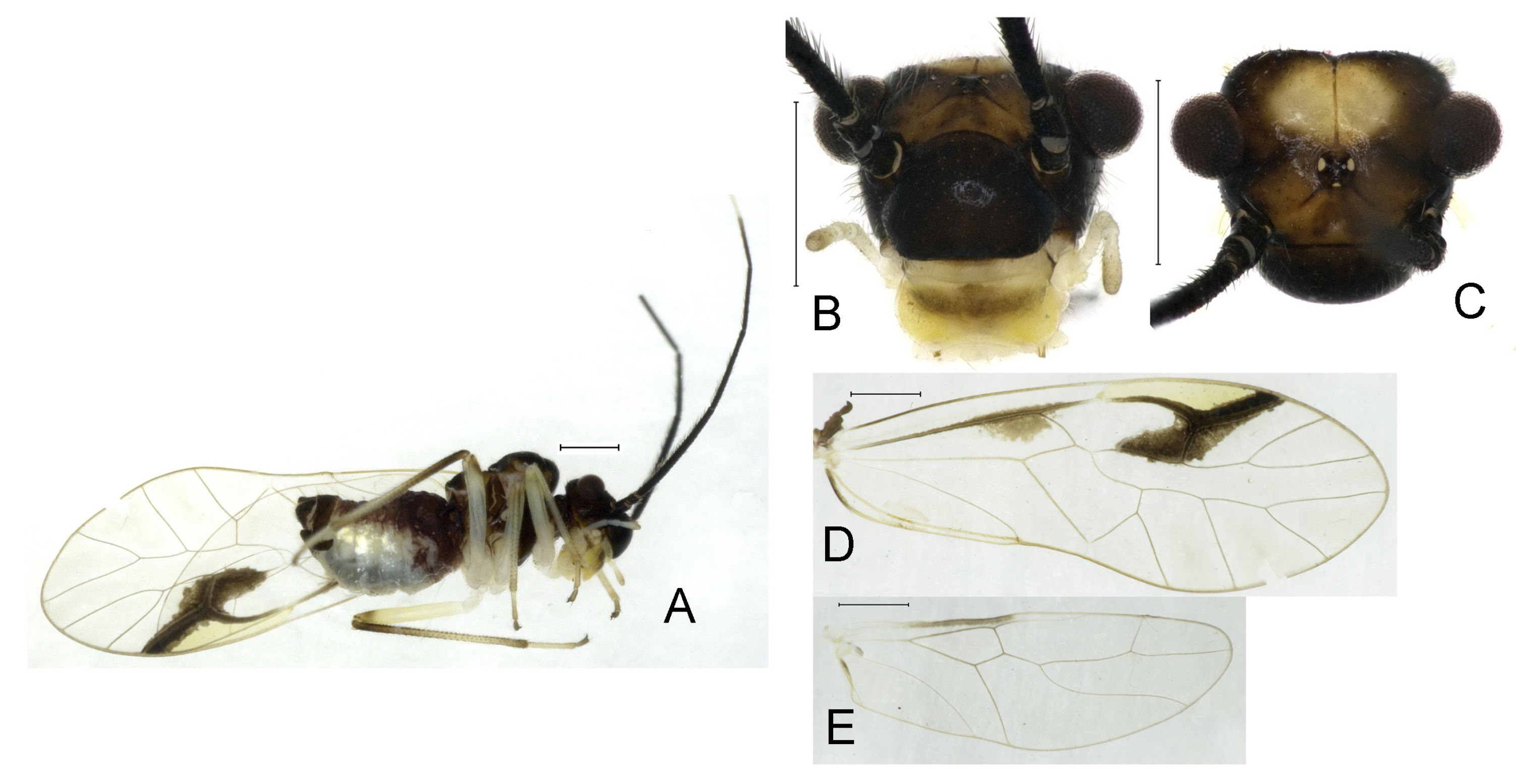Insects 16 01147 g025