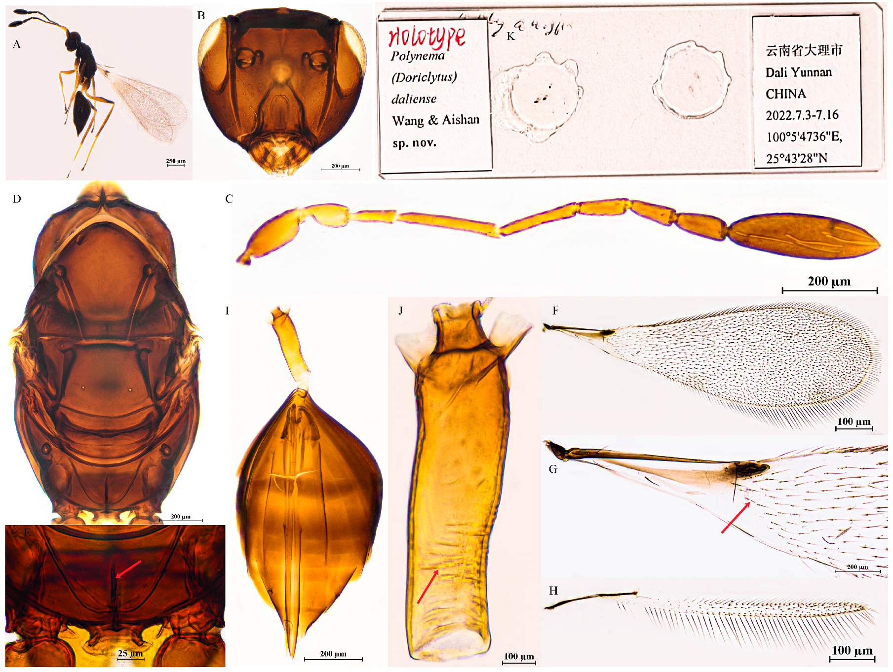 Insects 16 01166 g003