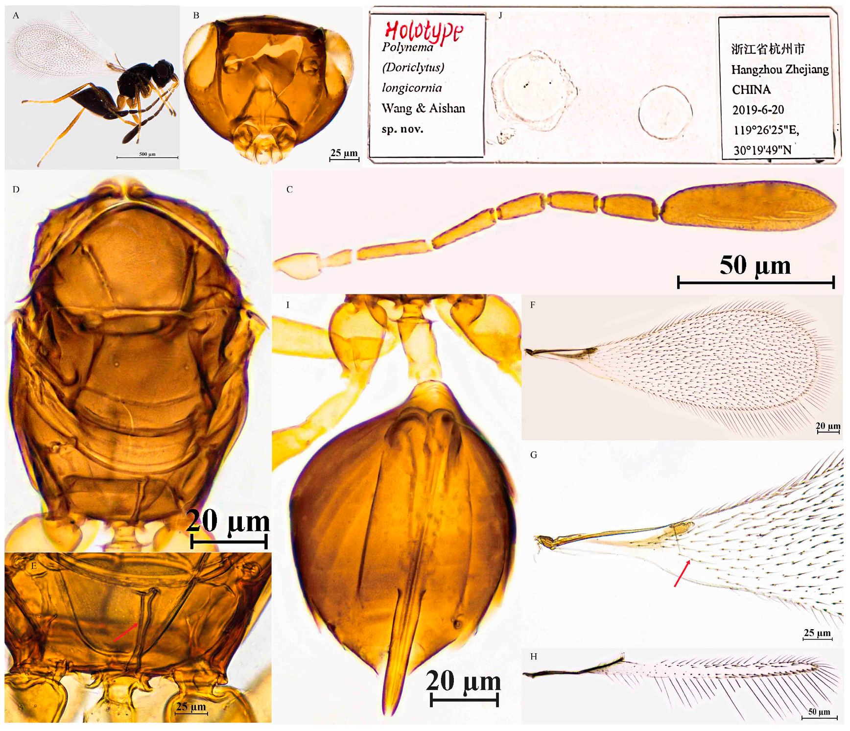 Insects 16 01166 g004