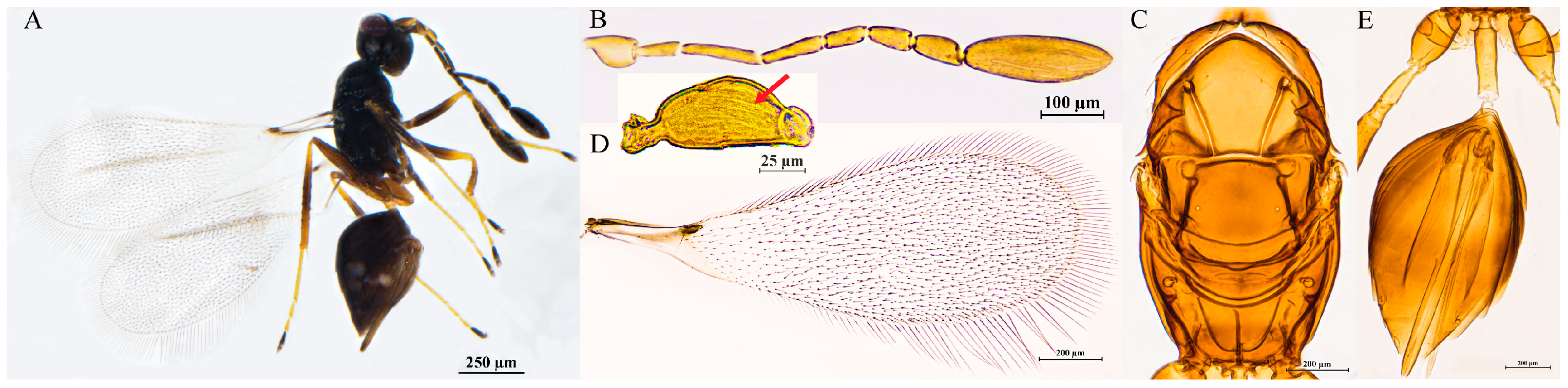 Insects 16 01166 g005