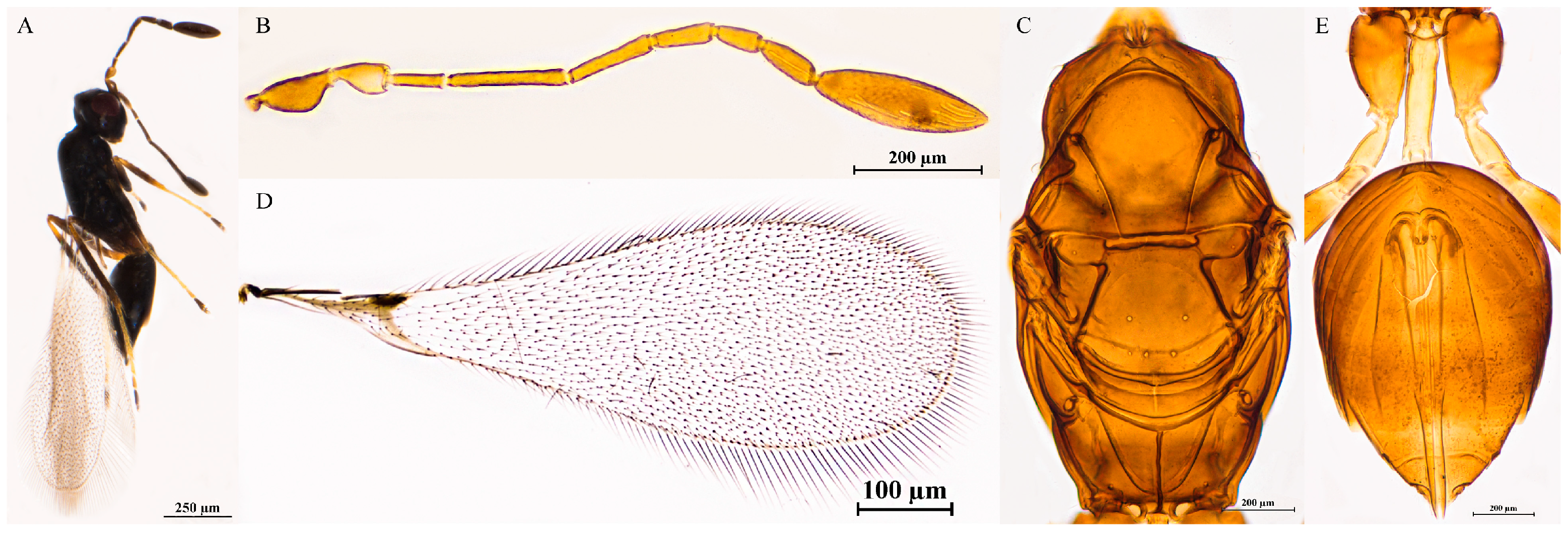Insects 16 01166 g006