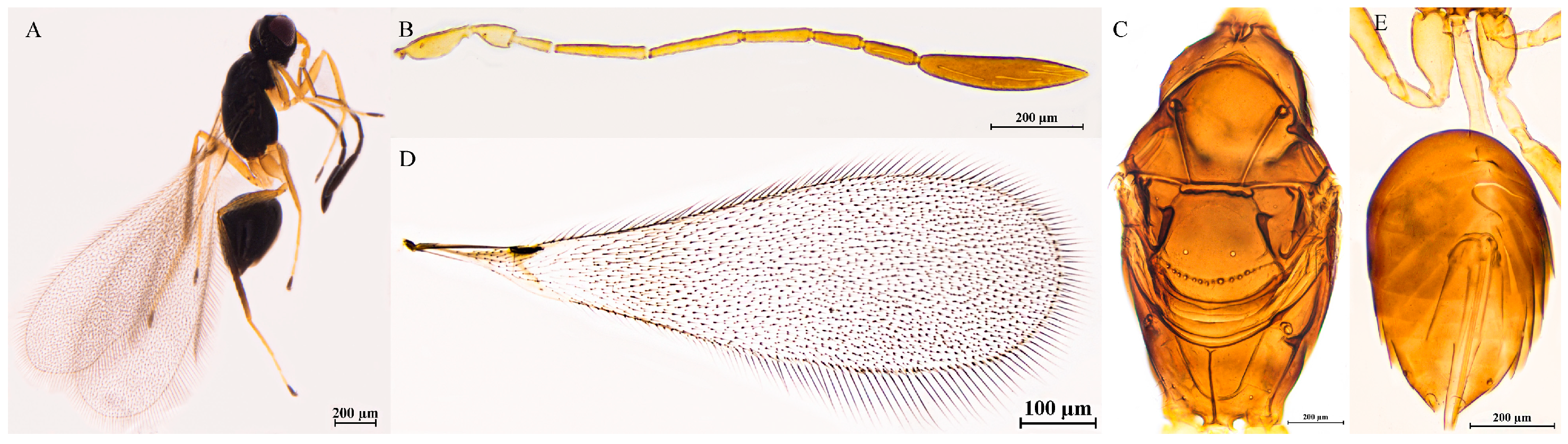 Insects 16 01166 g008