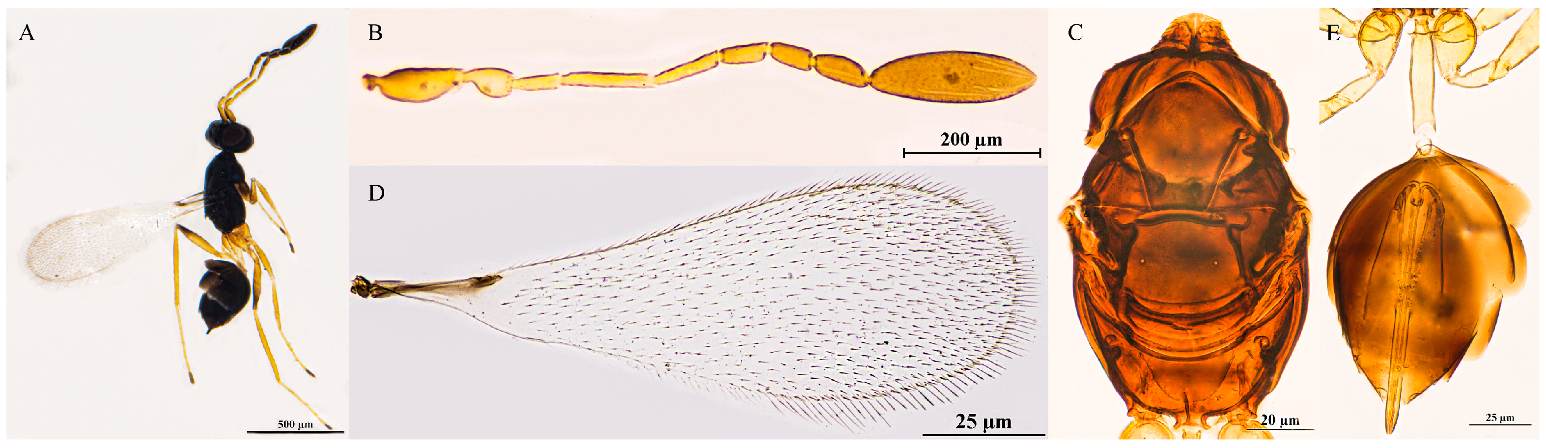 Insects 16 01166 g009