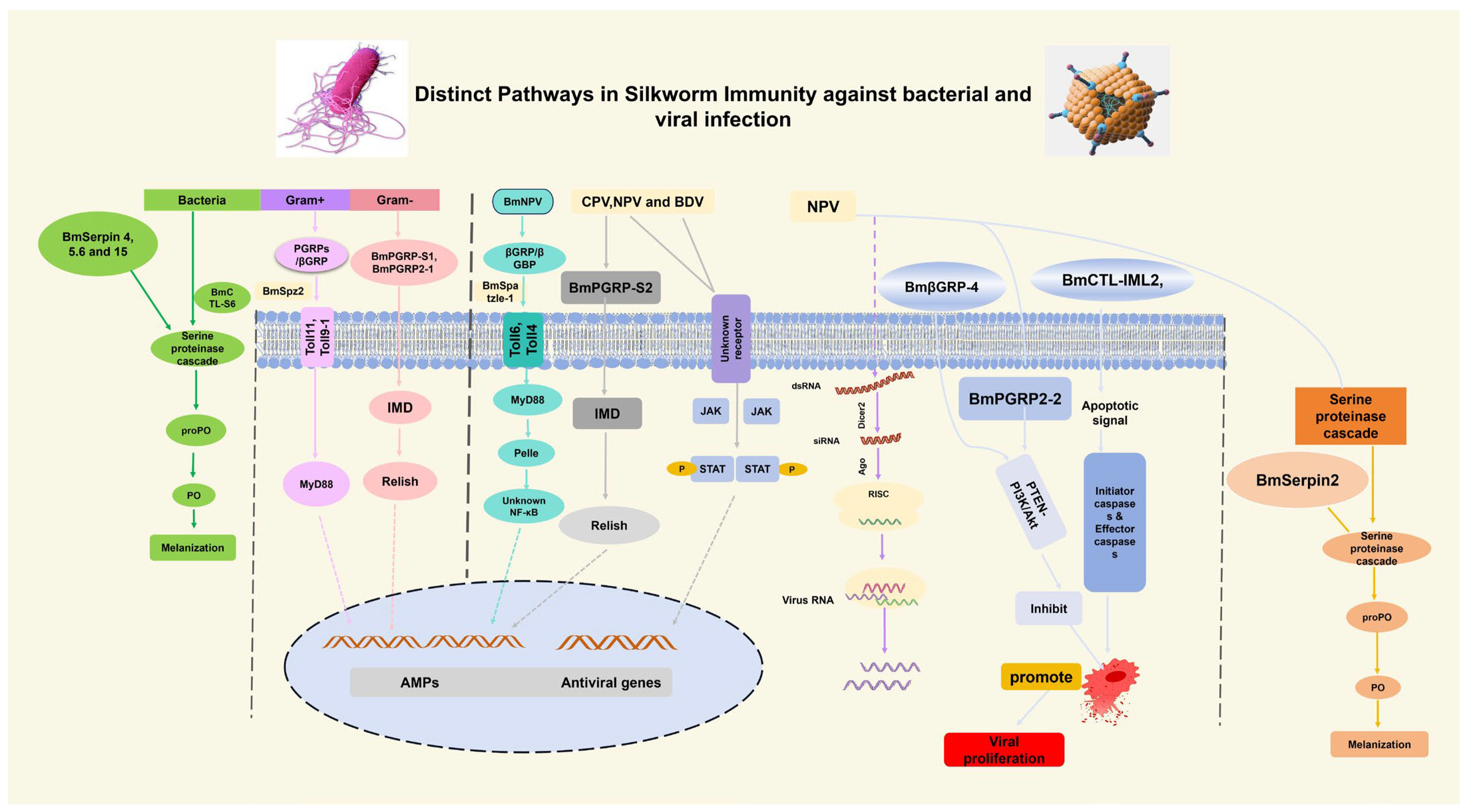 Insects 16 01167 g004