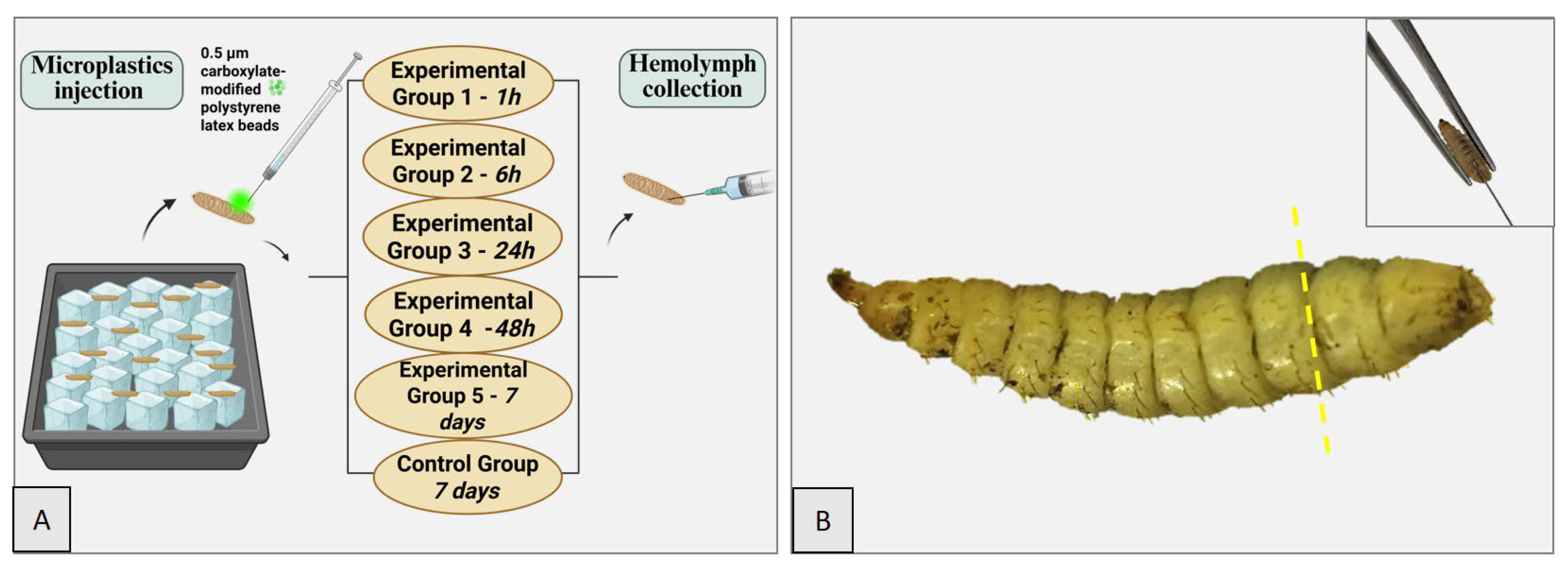 Insects 16 01169 g001 Insects 16 01169 g001