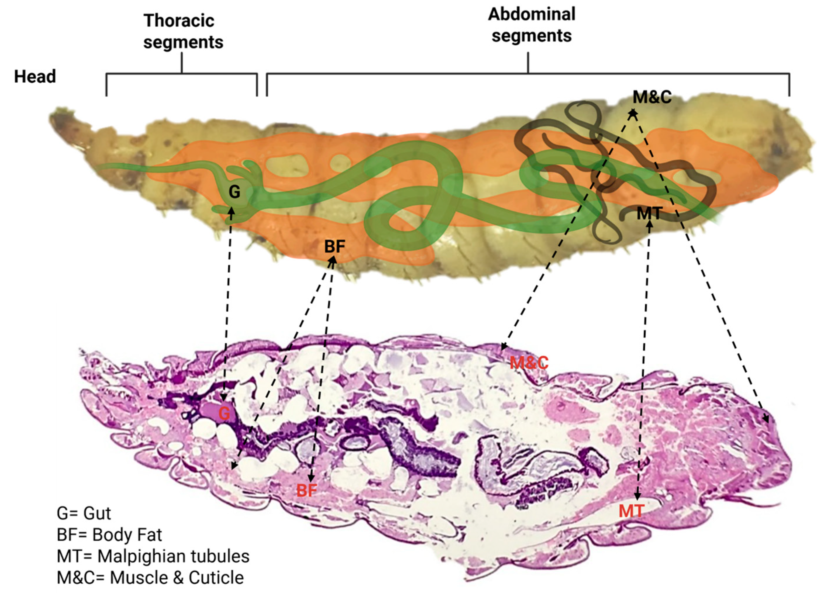 Insects 16 01169 g002 Insects 16 01169 g002