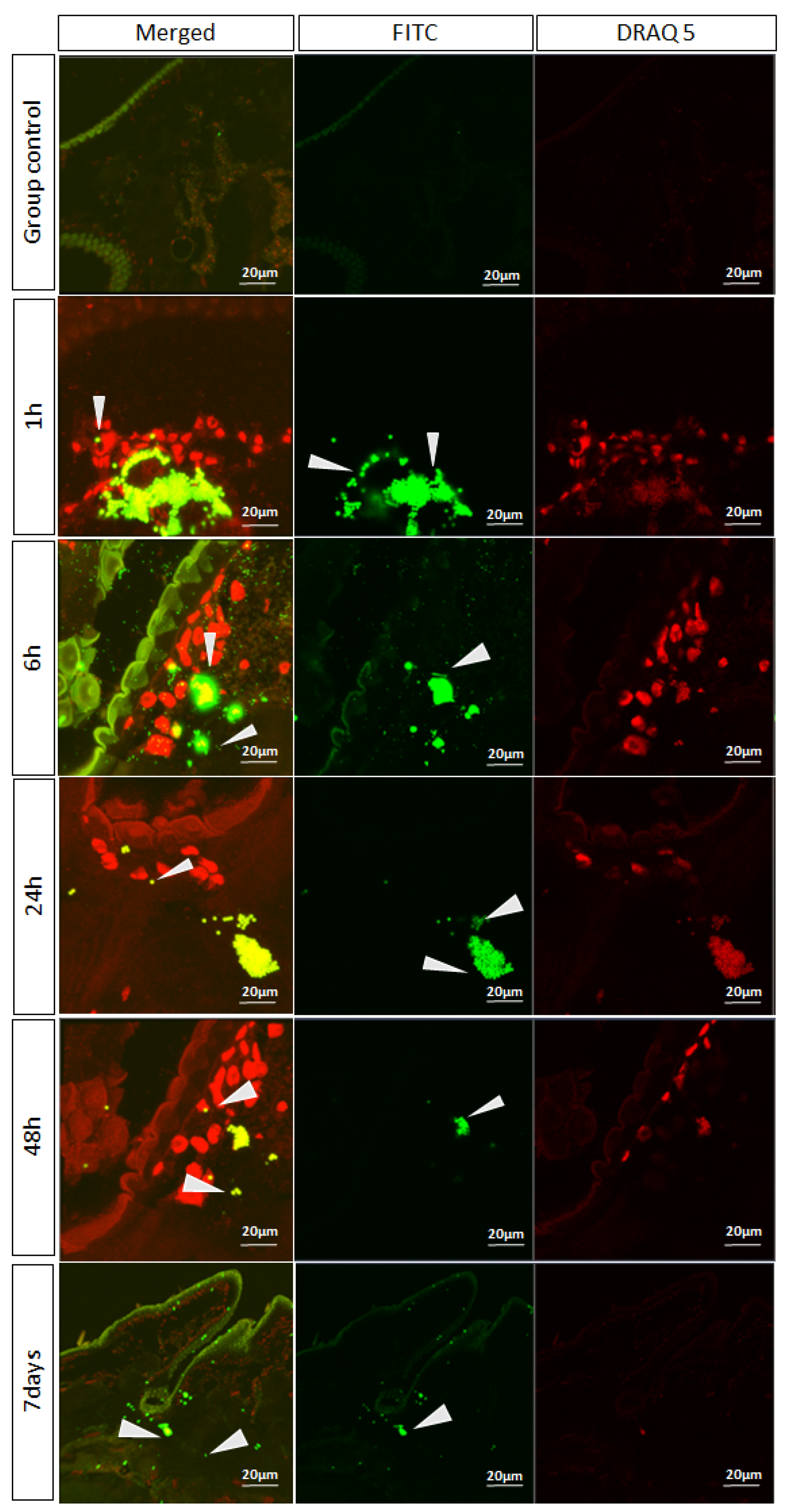 Insects 16 01169 g007 Insects 16 01169 g007