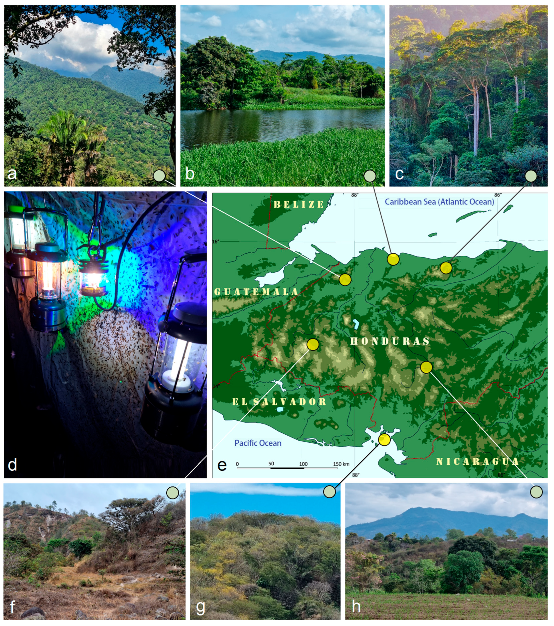 Insects 16 01170 g001