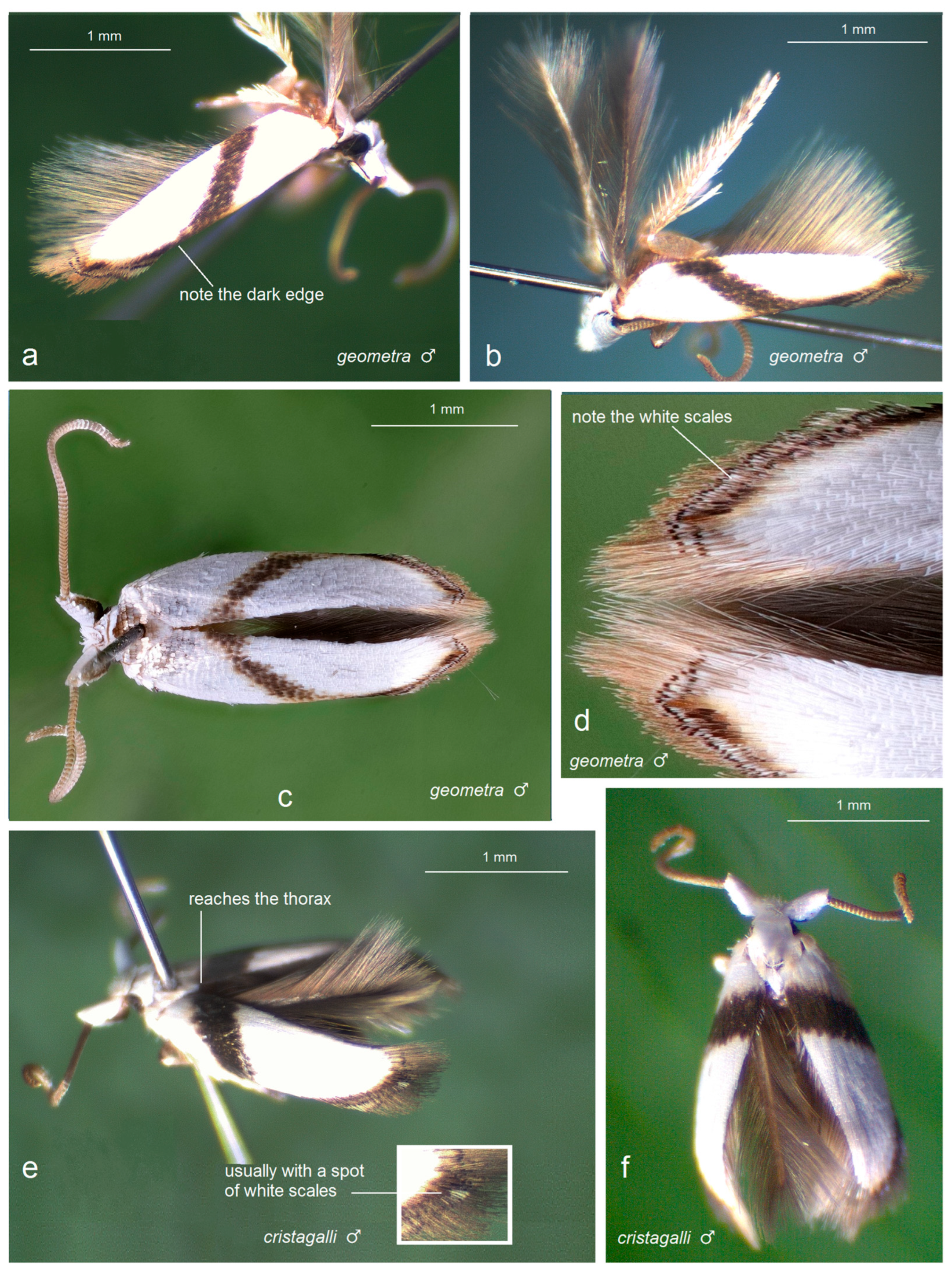 Insects 16 01170 g009