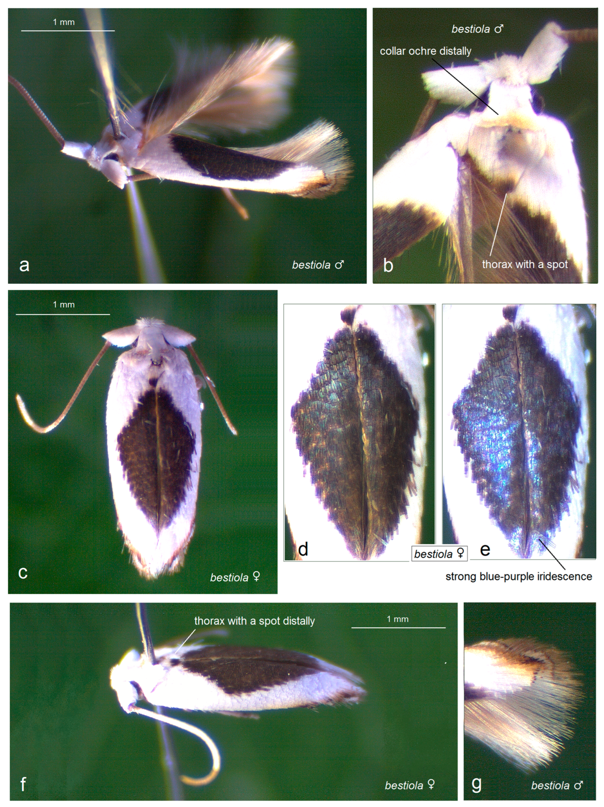 Insects 16 01170 g010