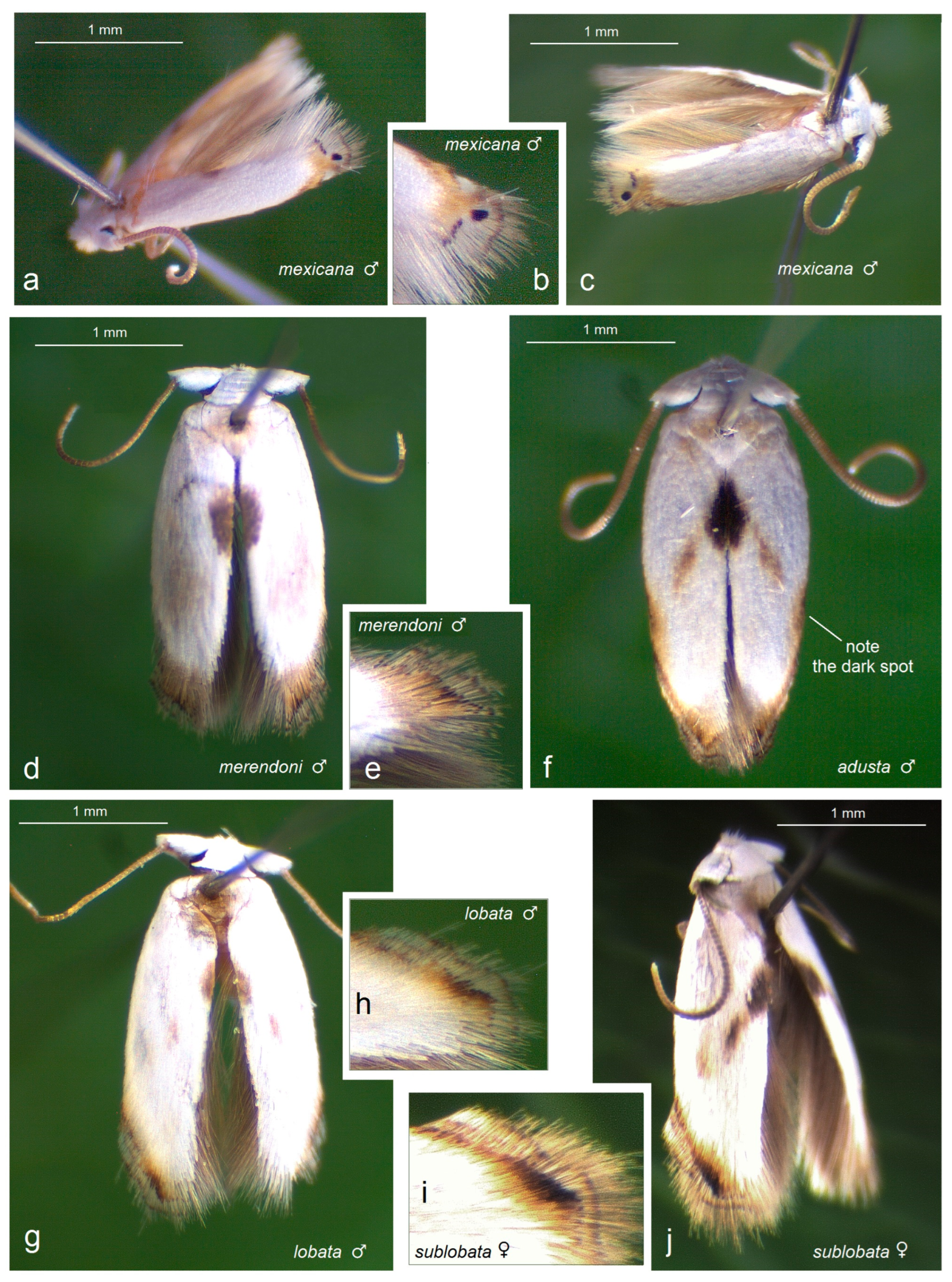 Insects 16 01170 g011