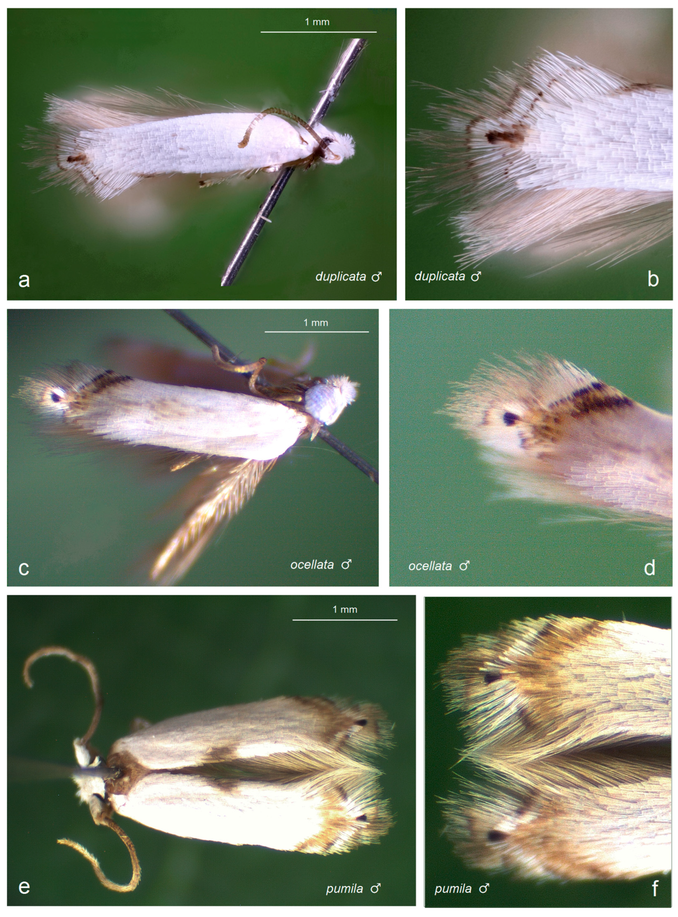 Insects 16 01170 g012