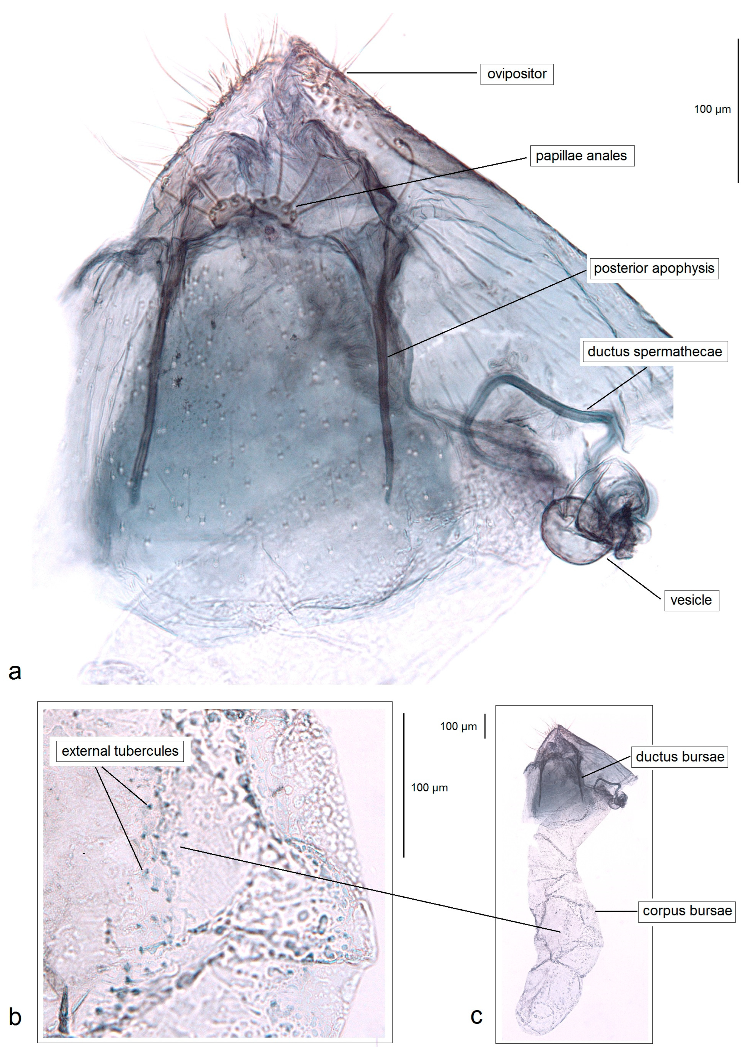 Insects 16 01170 g016