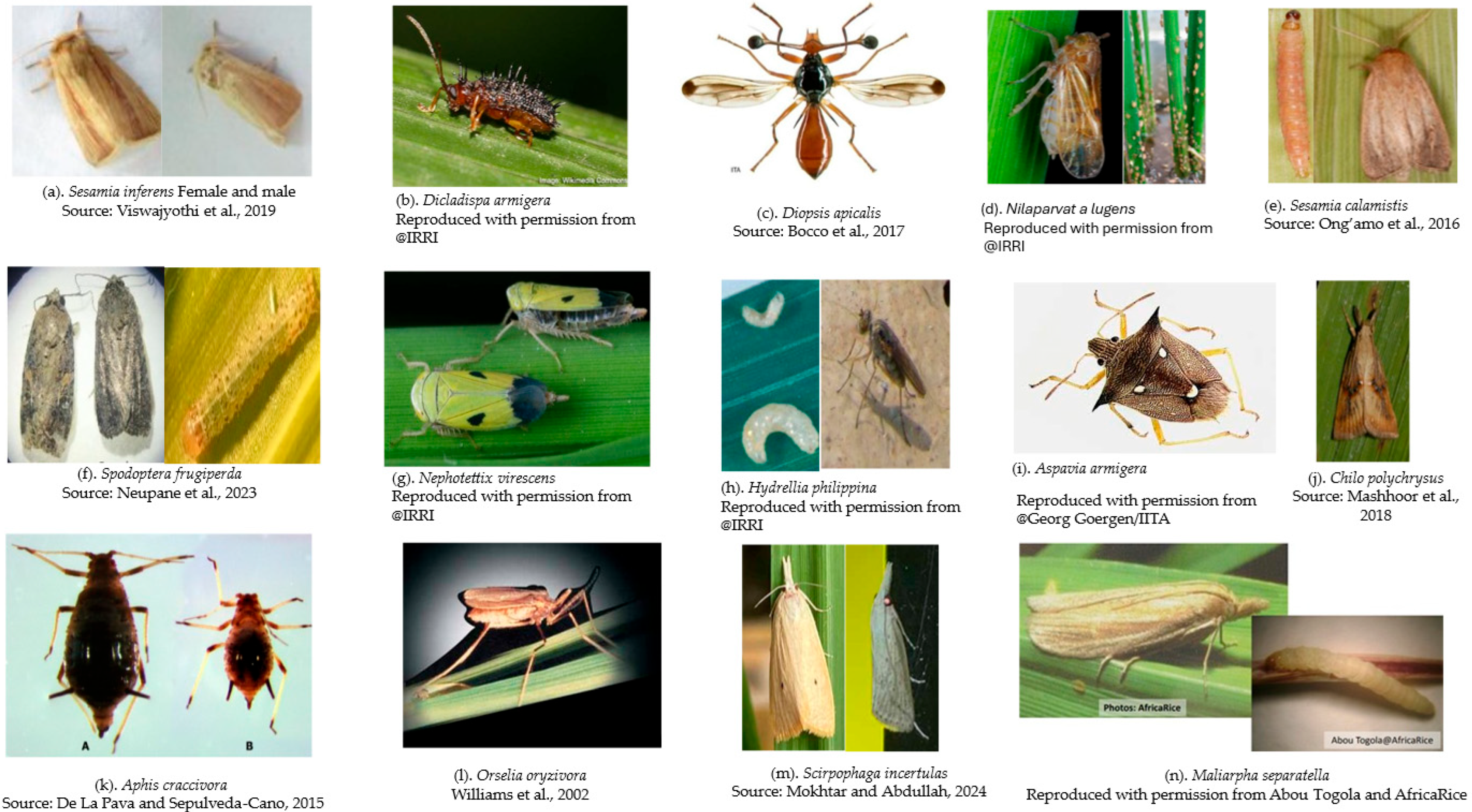 Insects 16 01175 g001