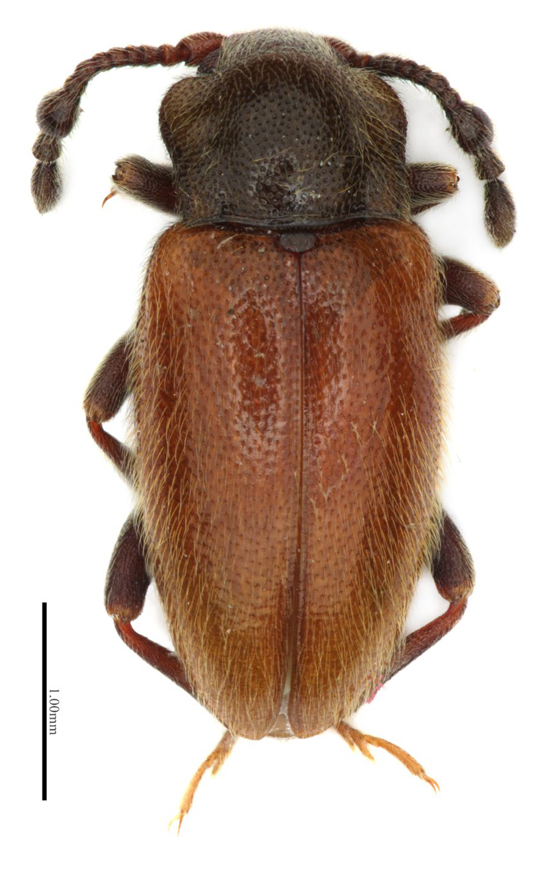 Insects 16 01178 g002 Insects 16 01178 g002