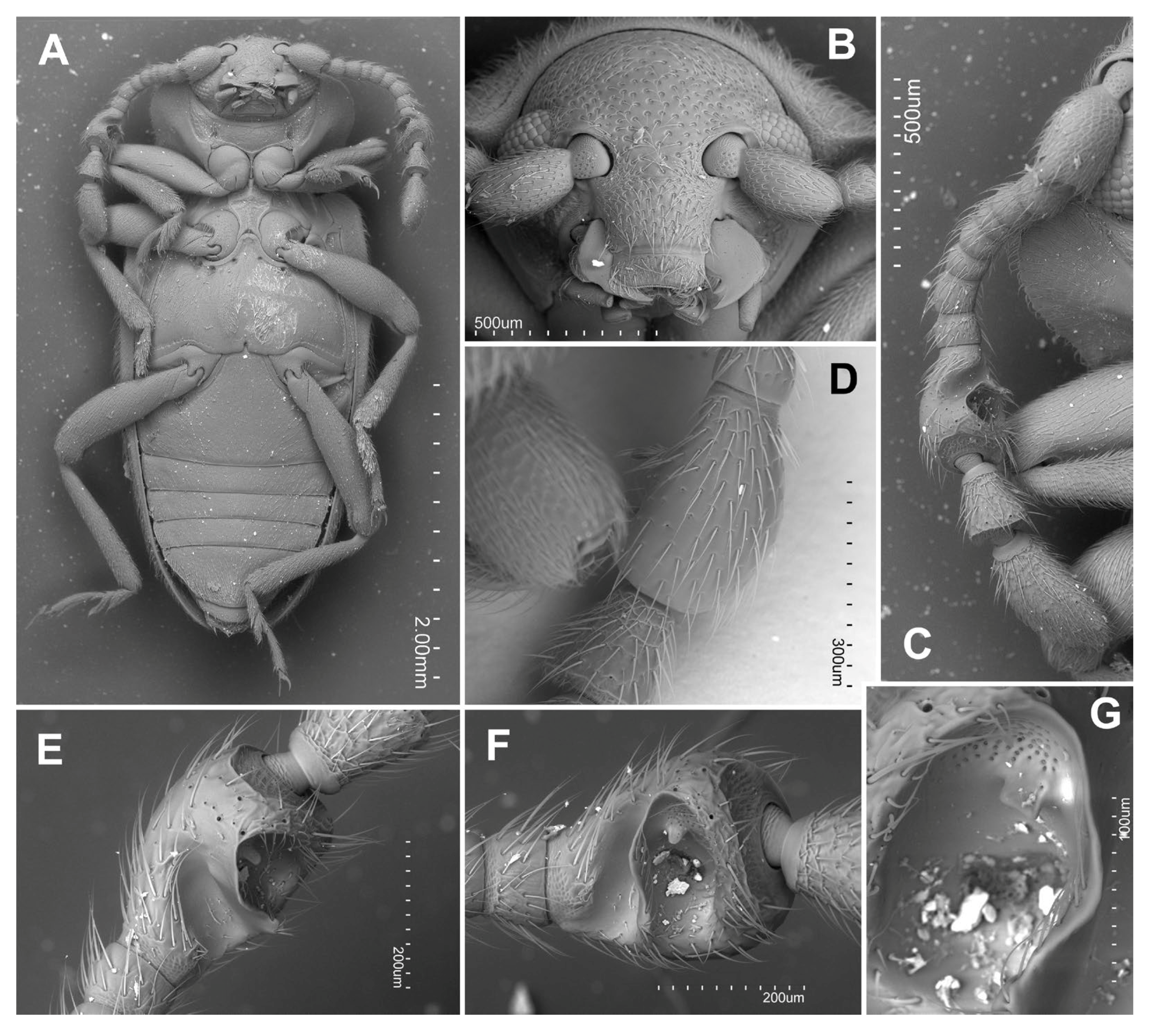 Insects 16 01178 g003 Insects 16 01178 g003