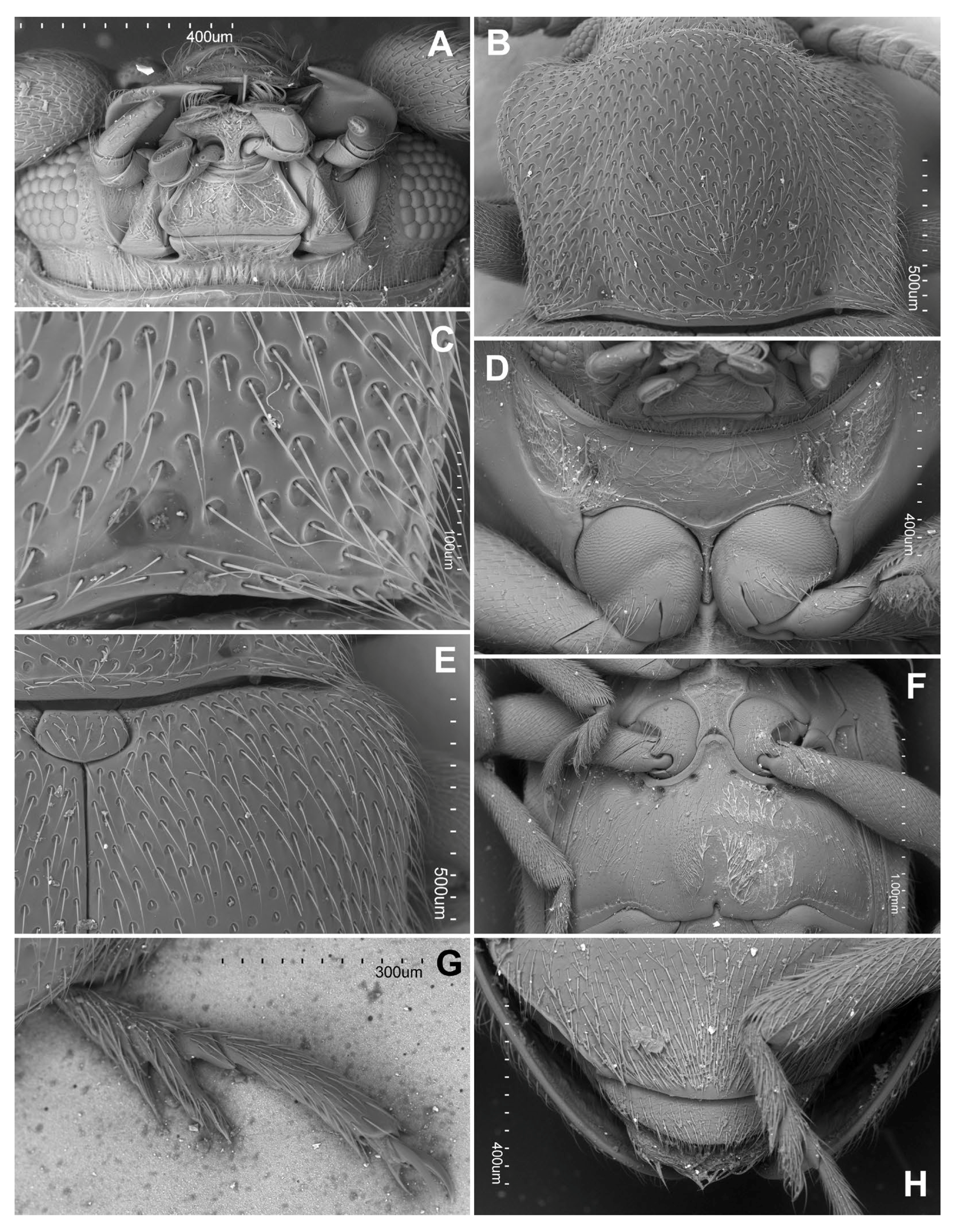 Insects 16 01178 g004 Insects 16 01178 g004