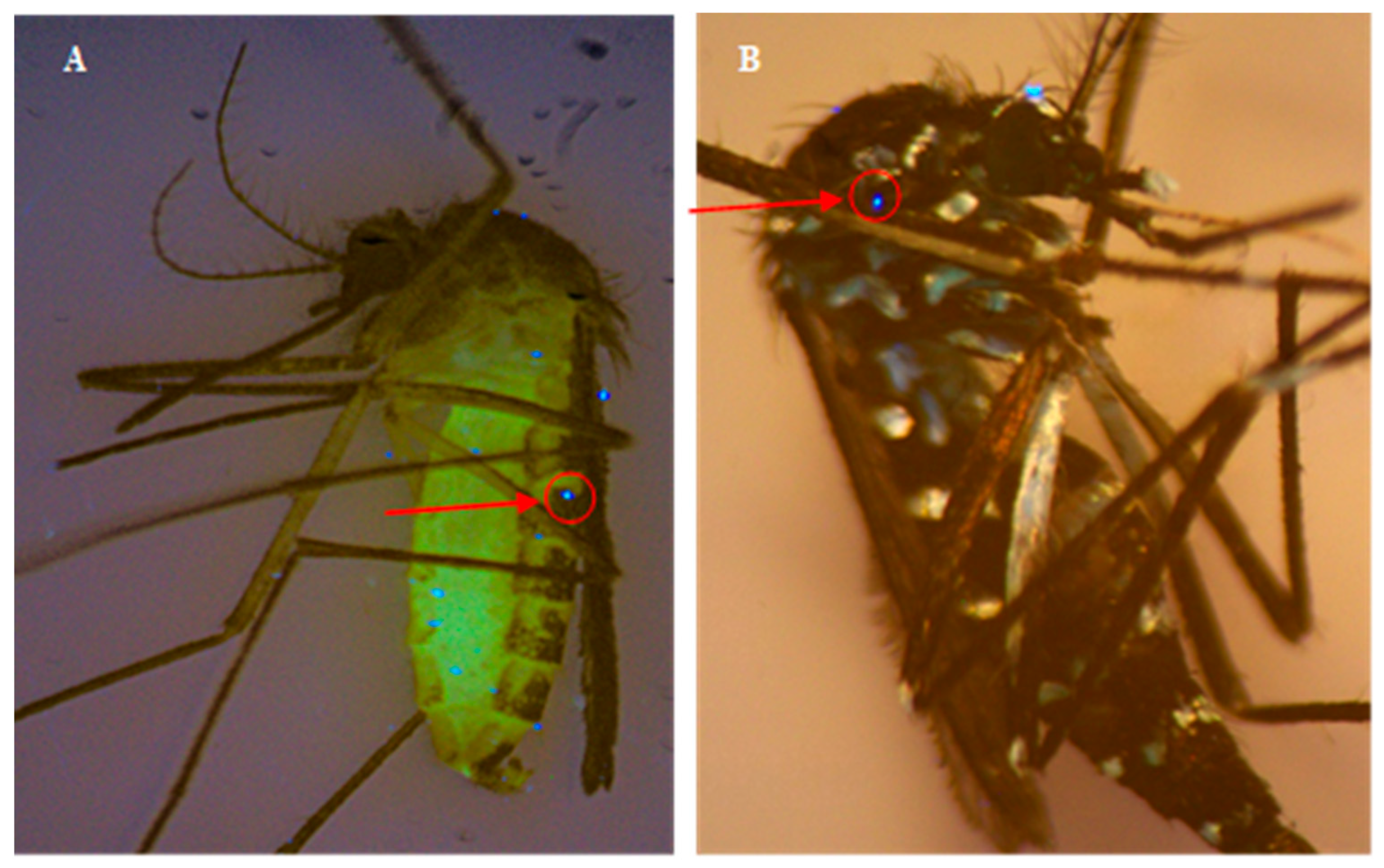 Insects 16 01180 g002