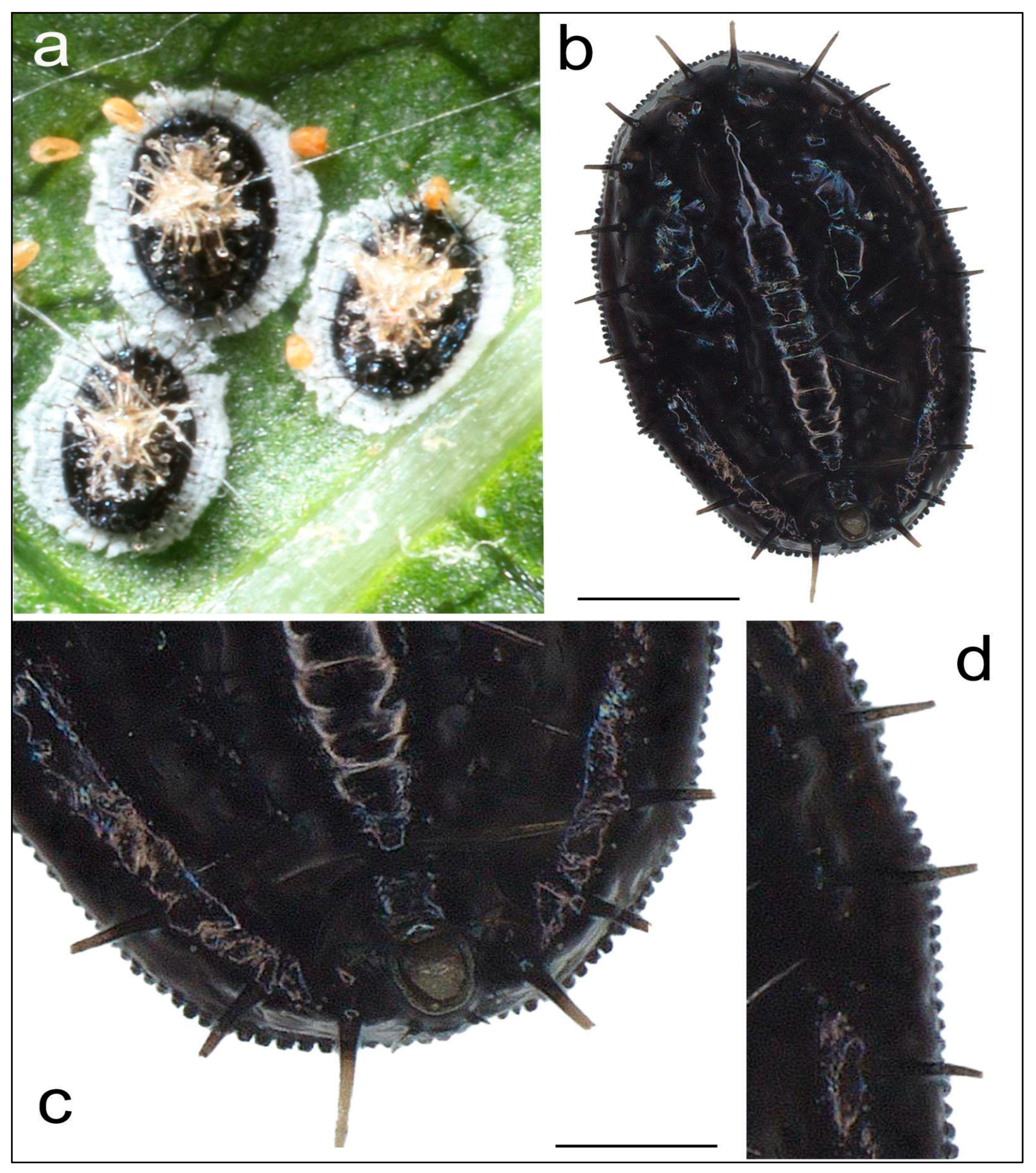 Insects 16 01181 g001