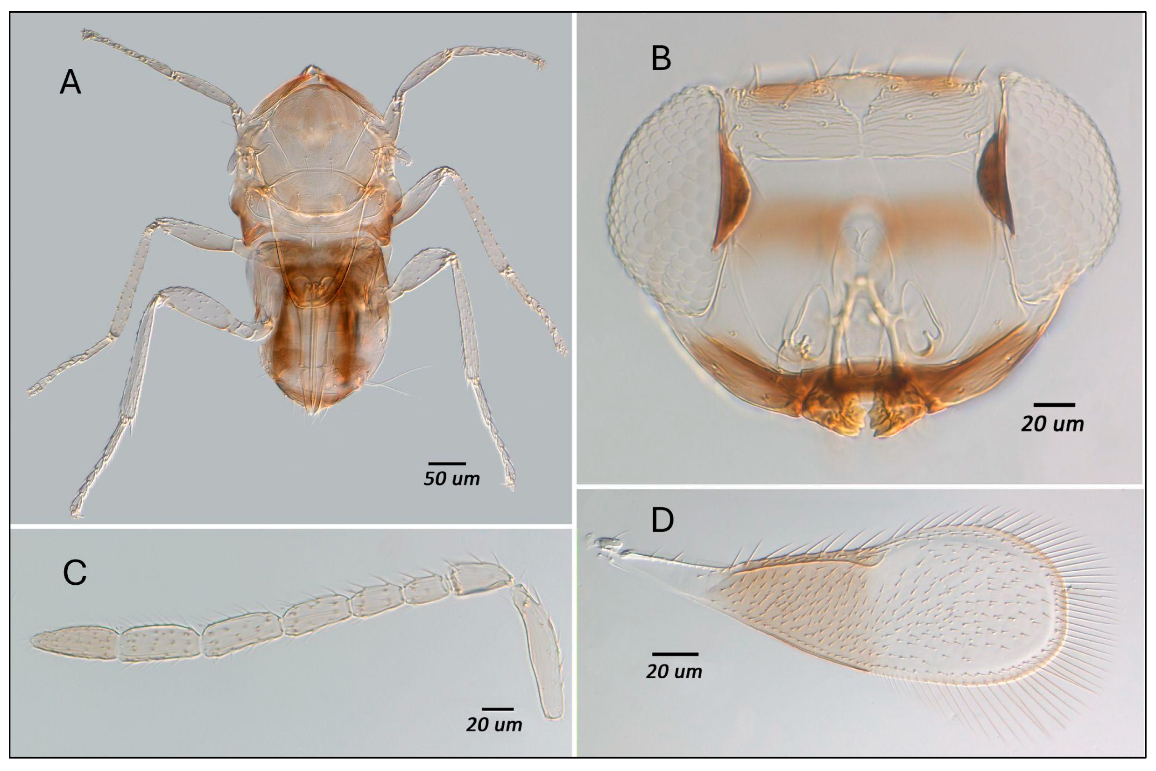 Insects 16 01181 g003