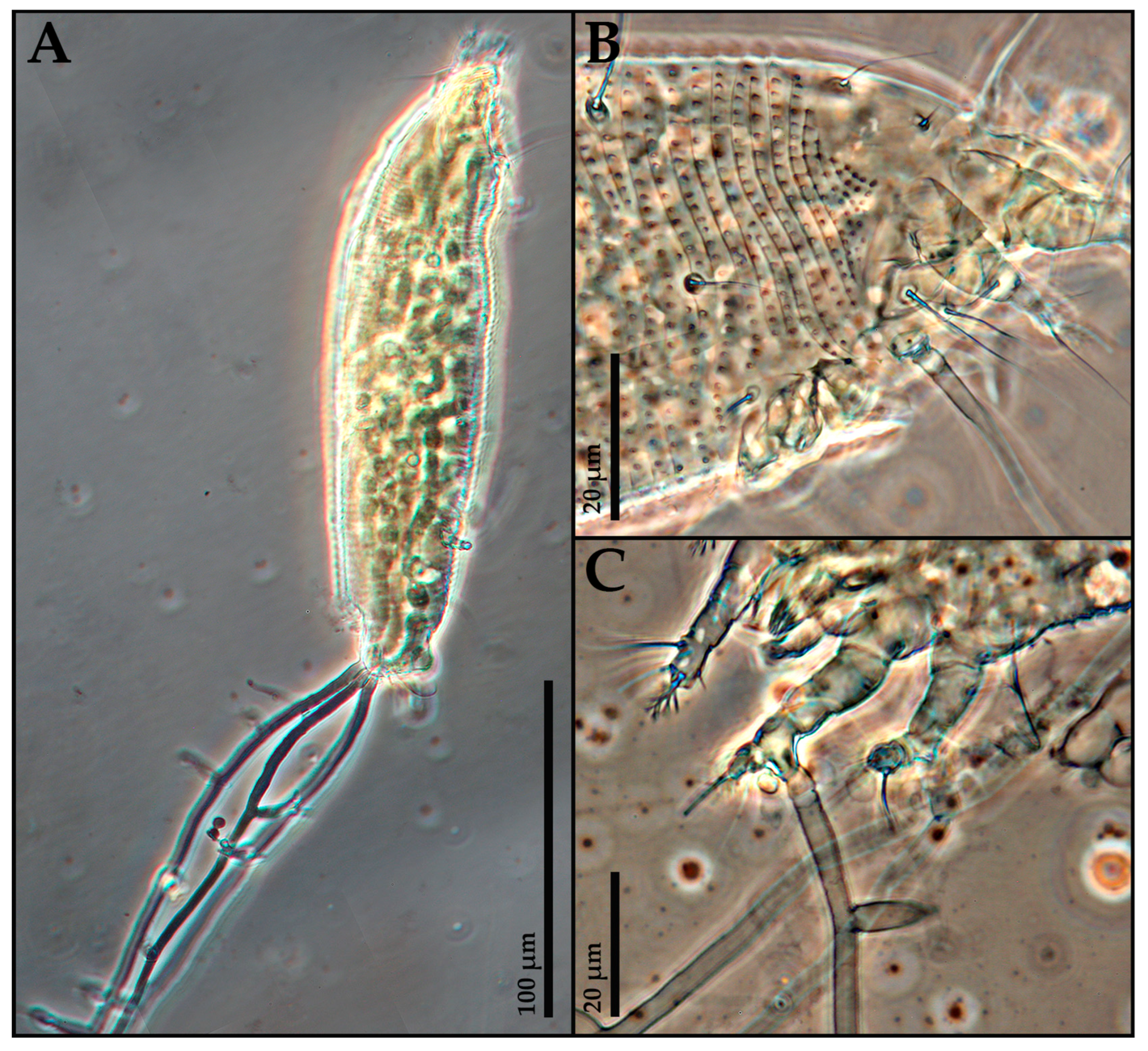 Insects 16 01182 g003