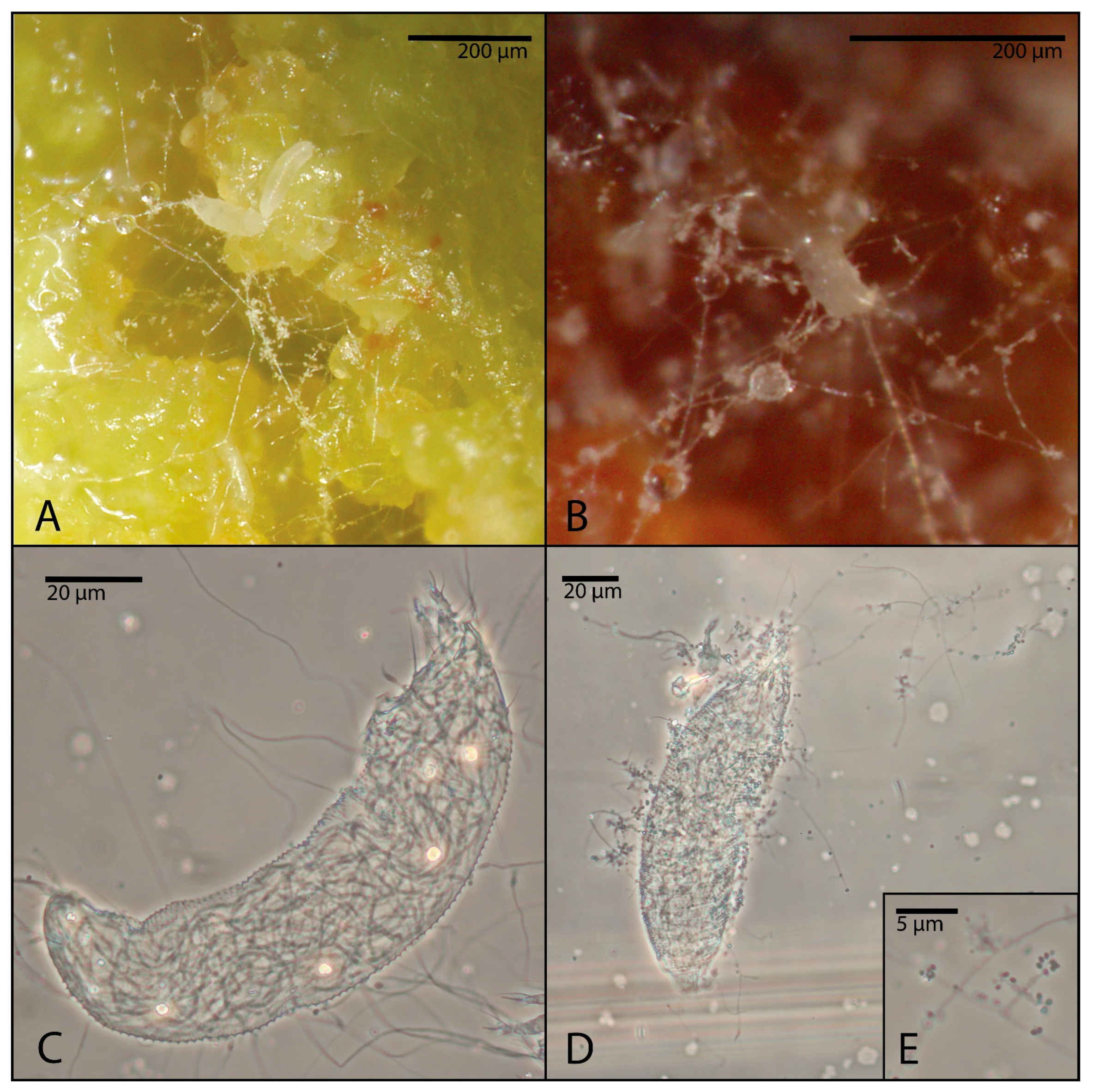 Insects 16 01182 g005