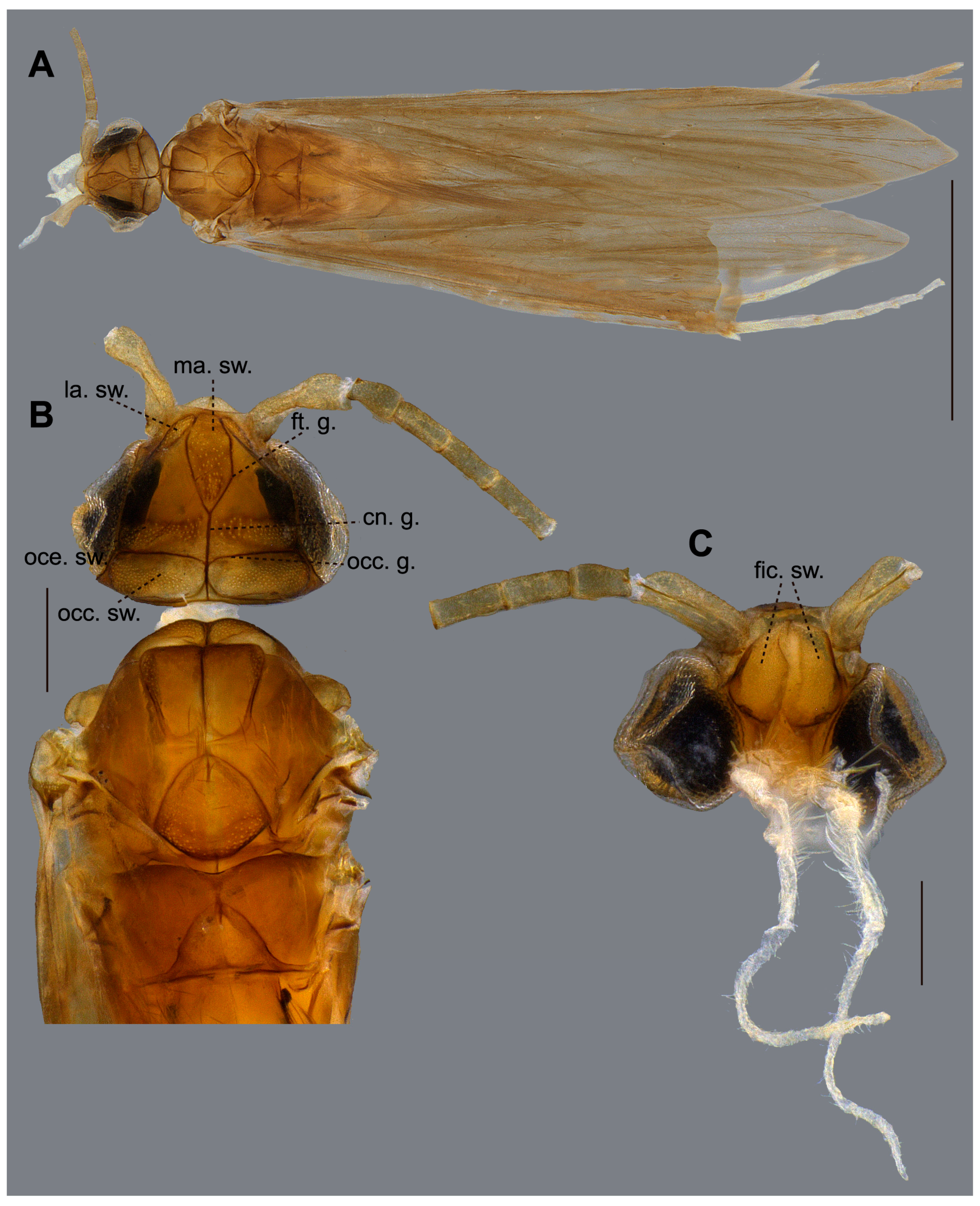 Insects 16 01188 g003